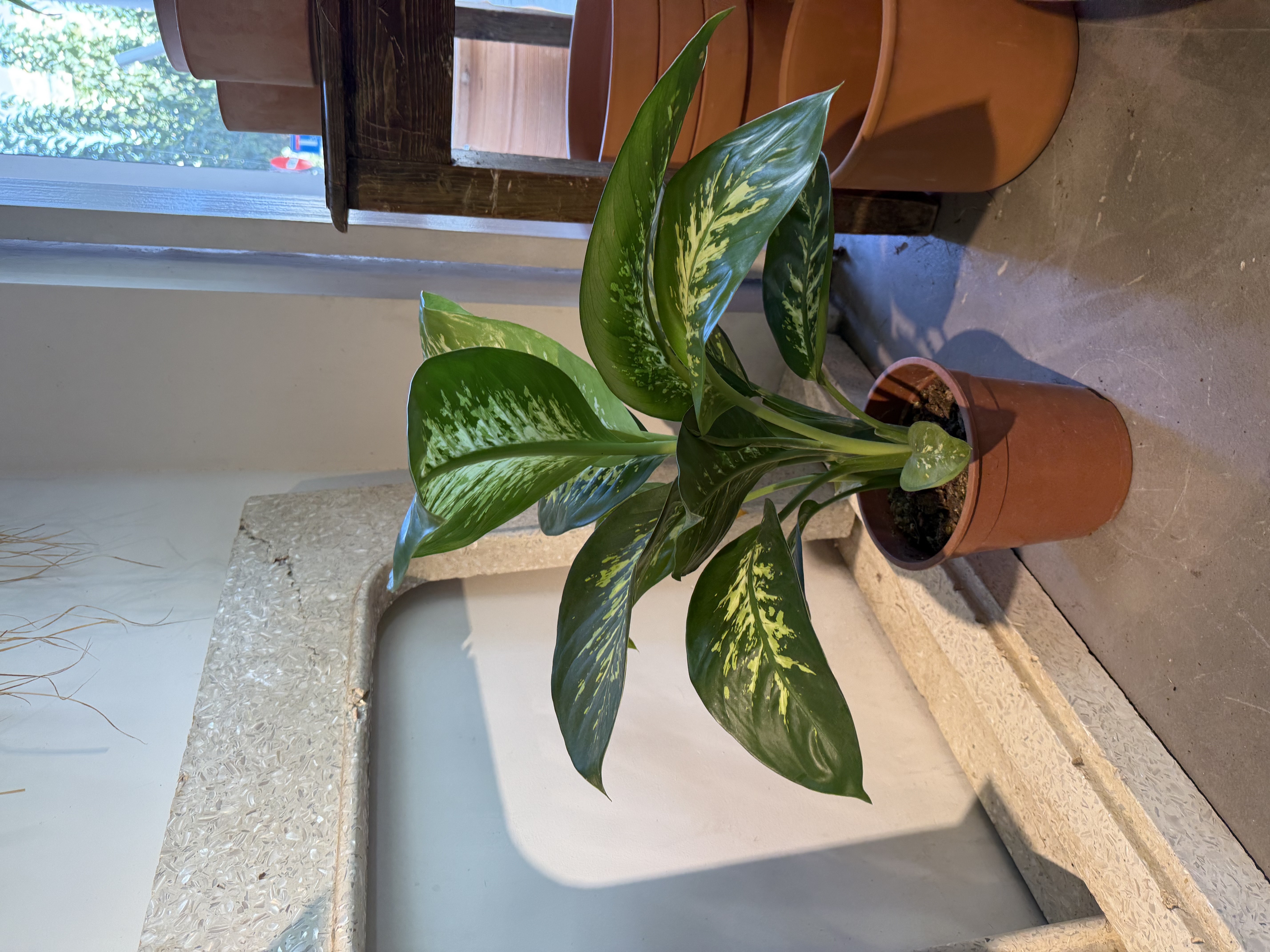 Dieffenbachia Plant