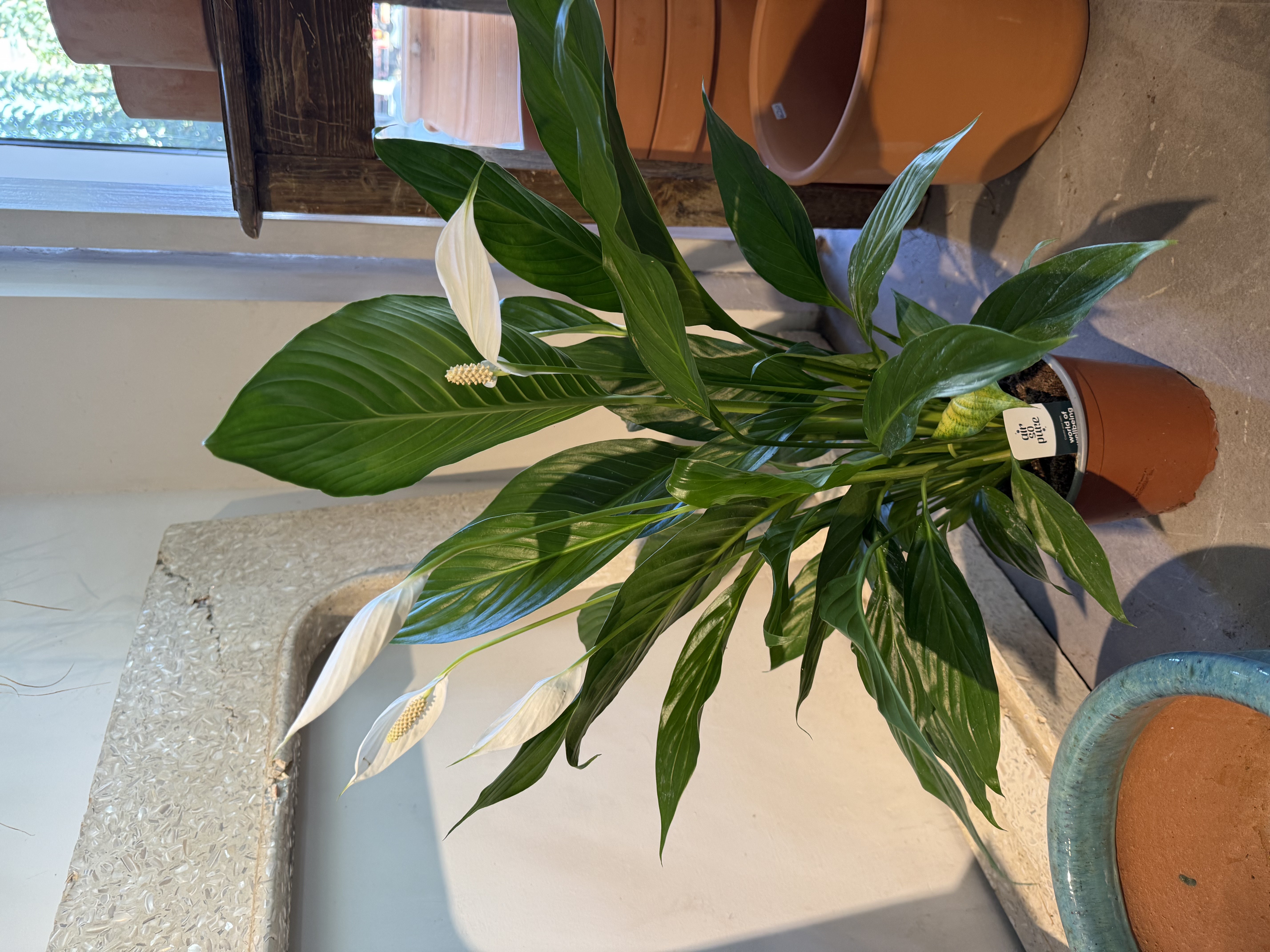 Peace Lilly