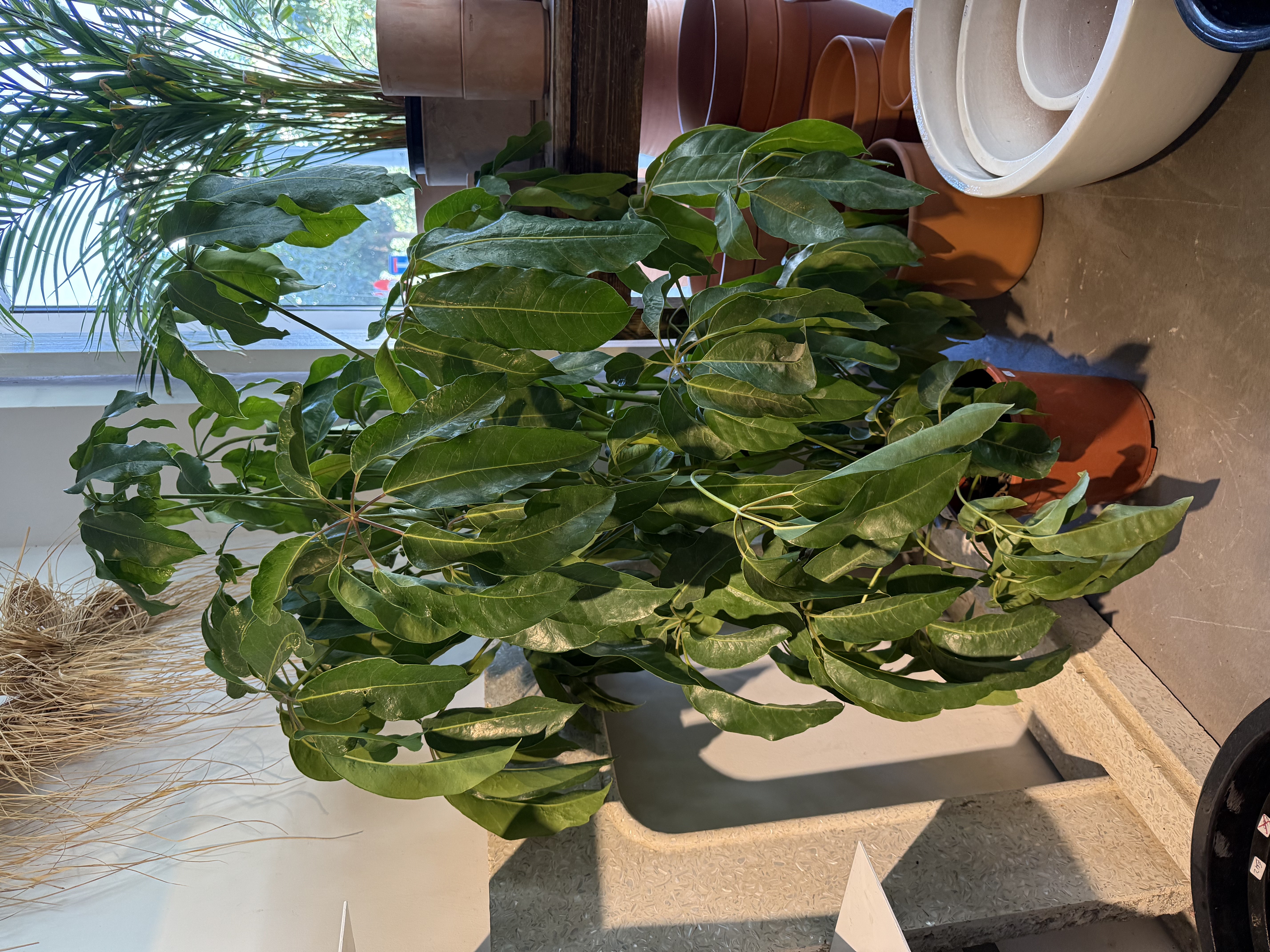 Schefflera  Actinophylla Plant