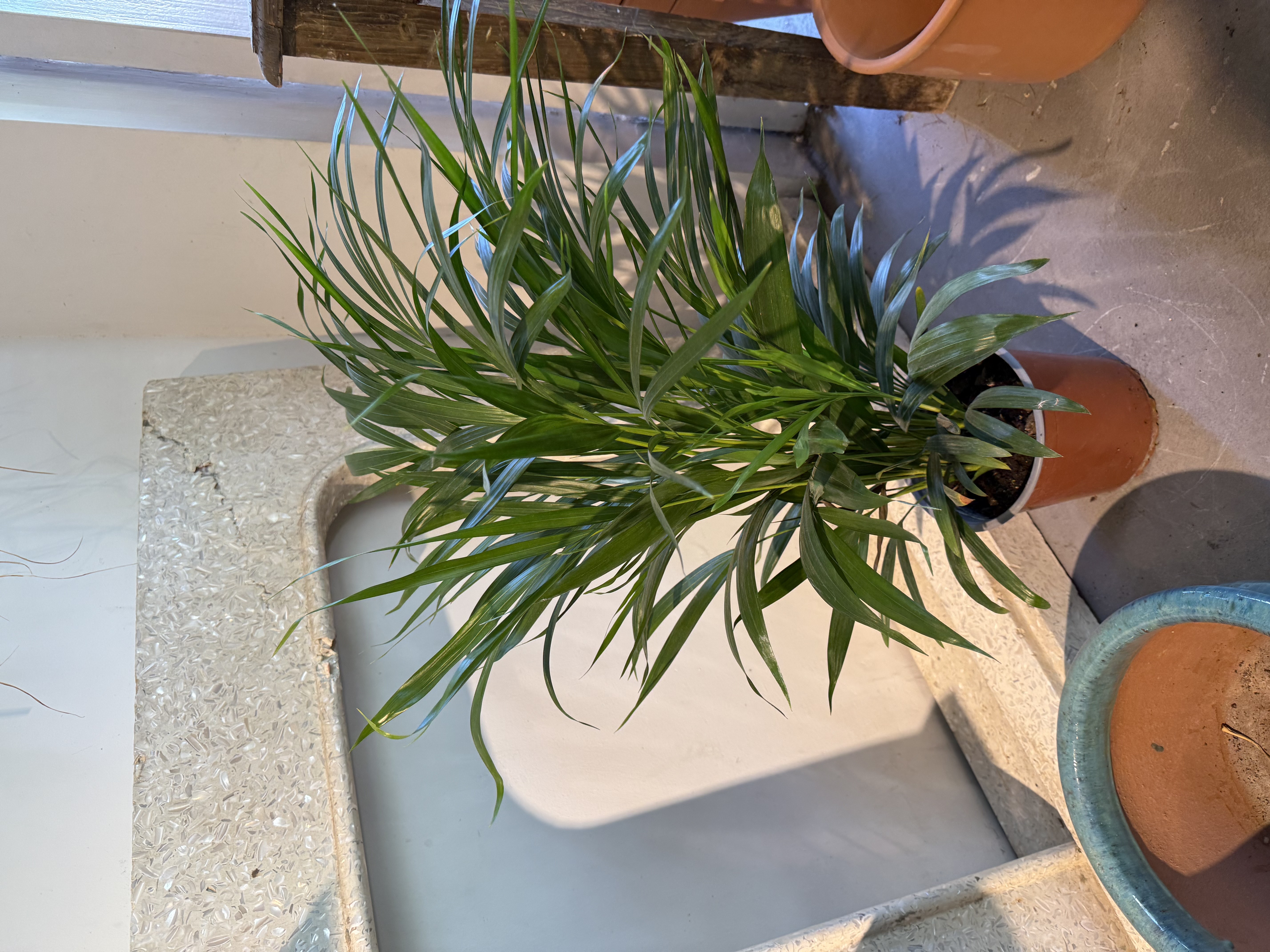 Areca Palm