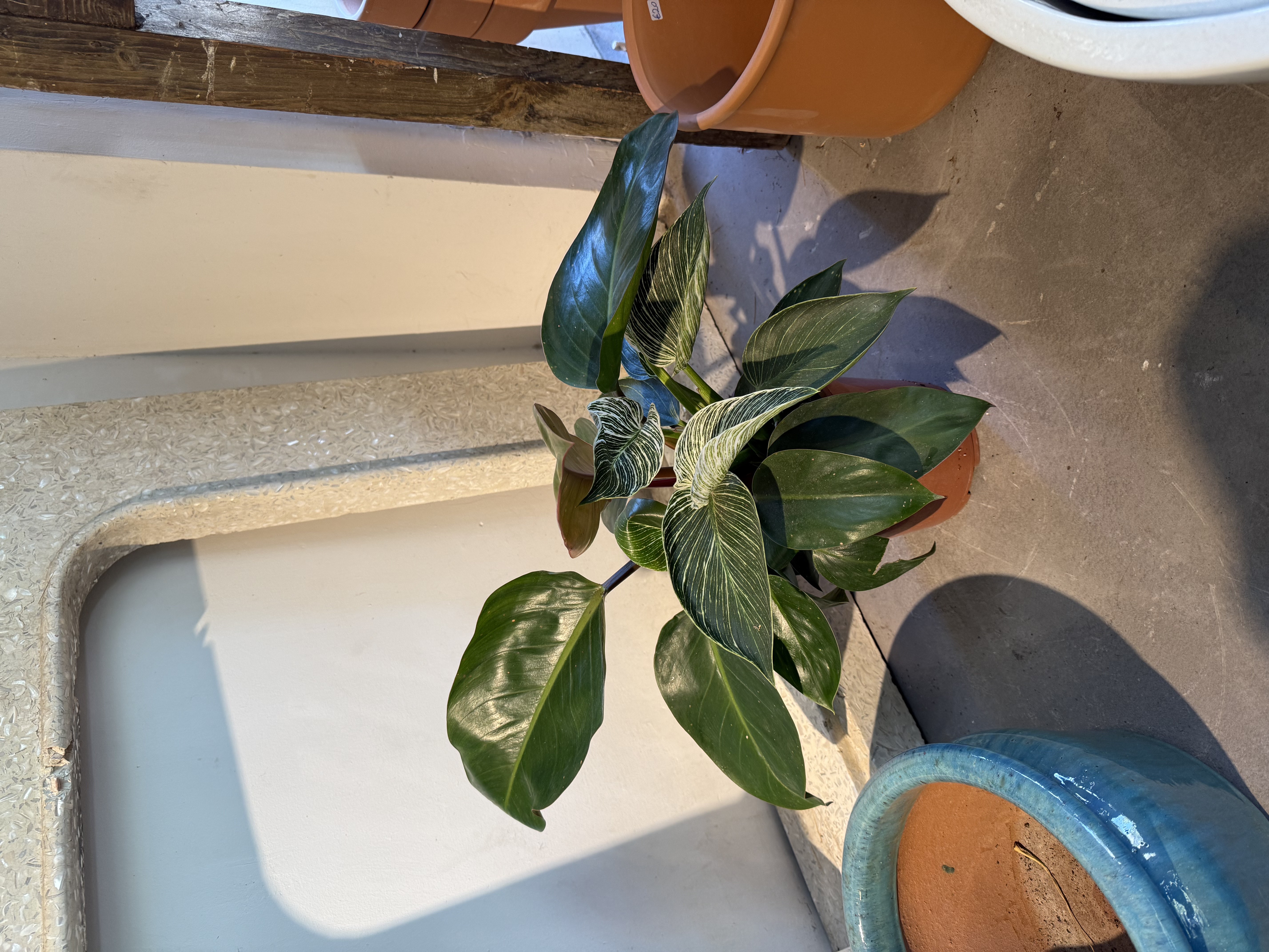 Philodendron Plant