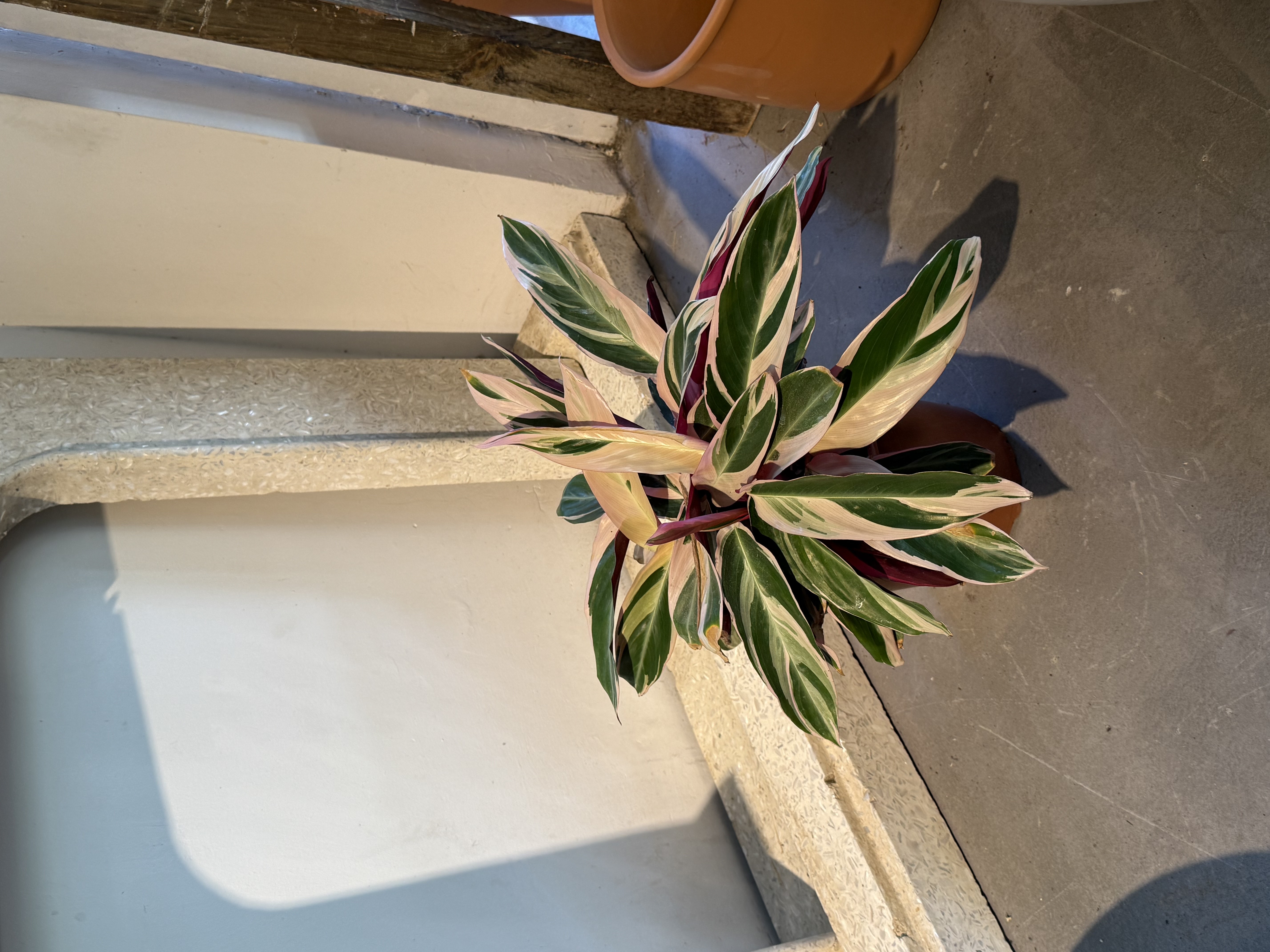 Stromanthe Plant