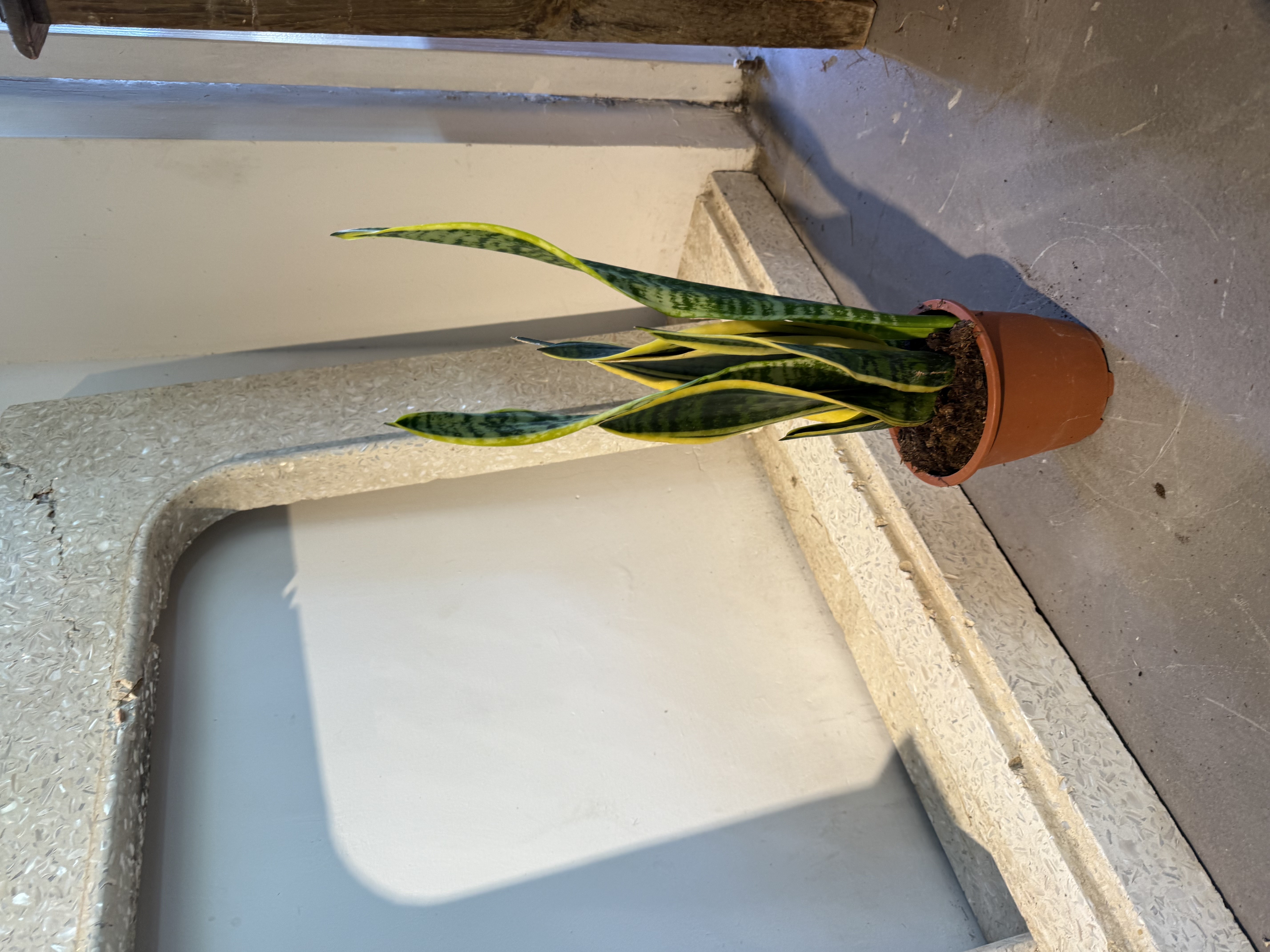 Sansevieria Plant