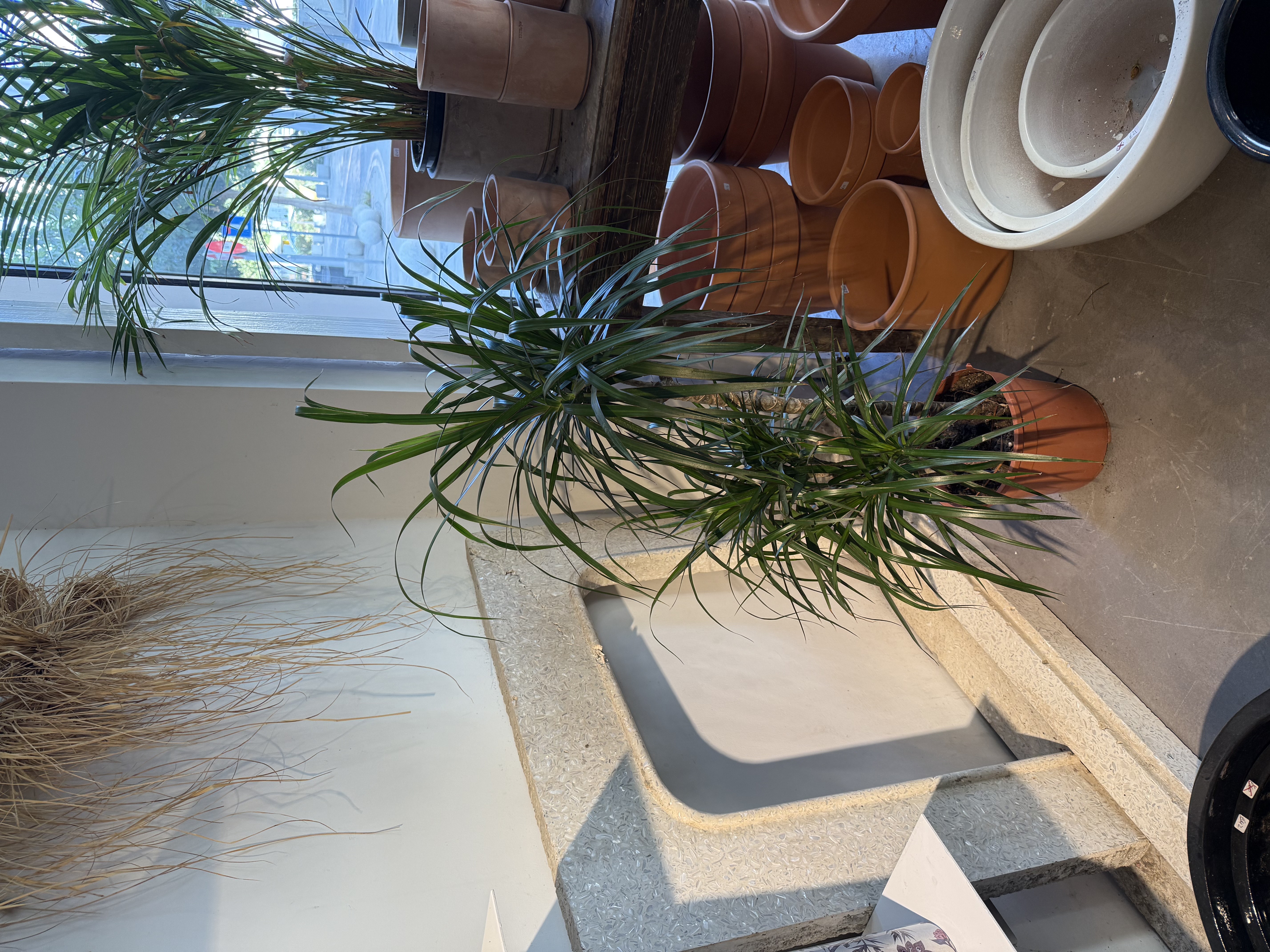Dracaena Plant Small