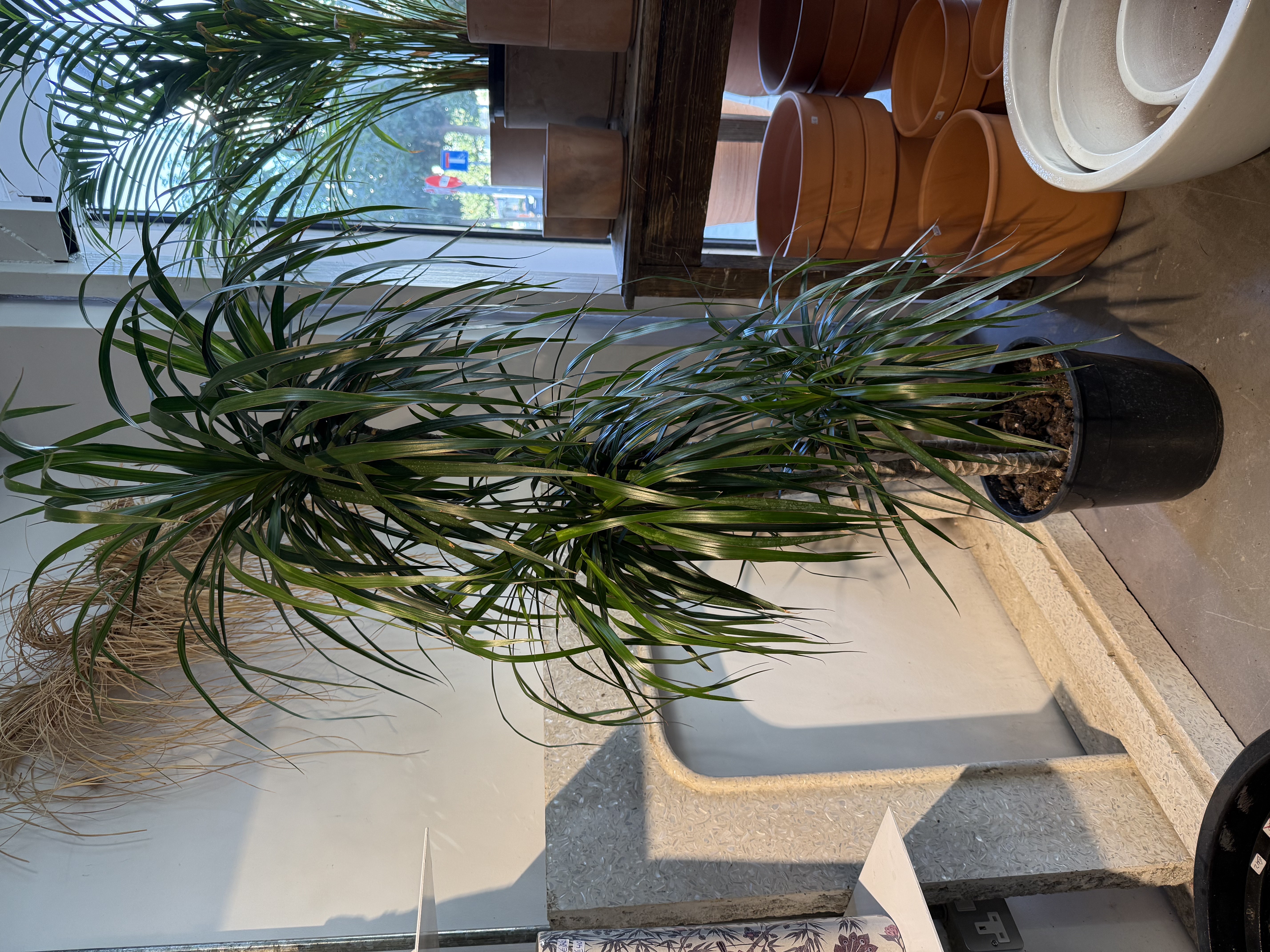 Dracaena Plant Large