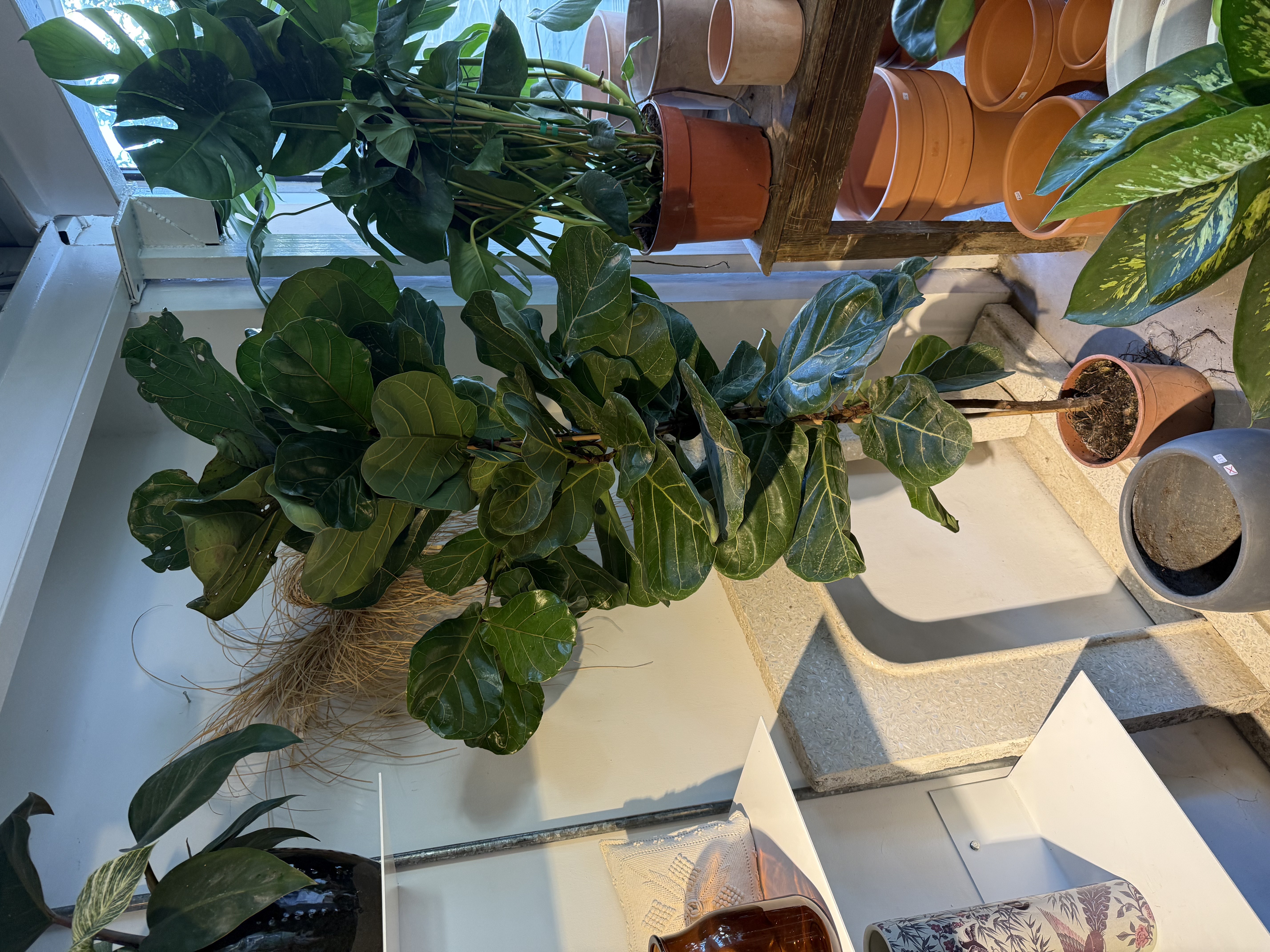 Ficus Lyrata Plant