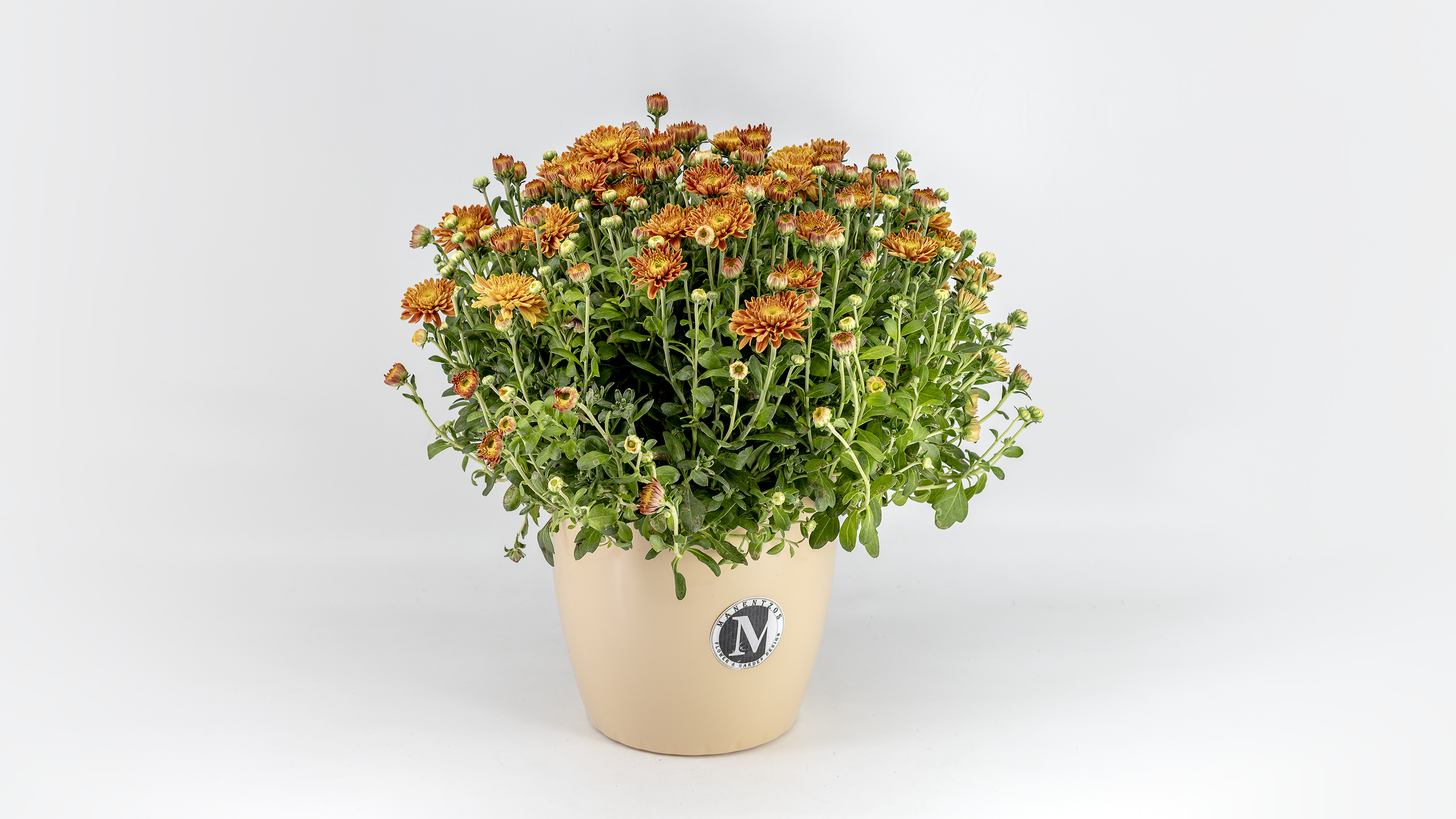 Chrysanthemum No1465