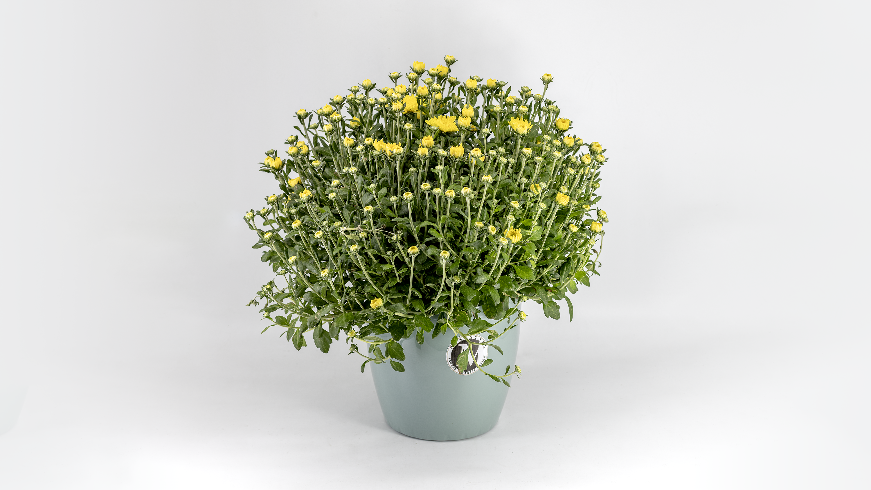 Chrysanthemum No1466