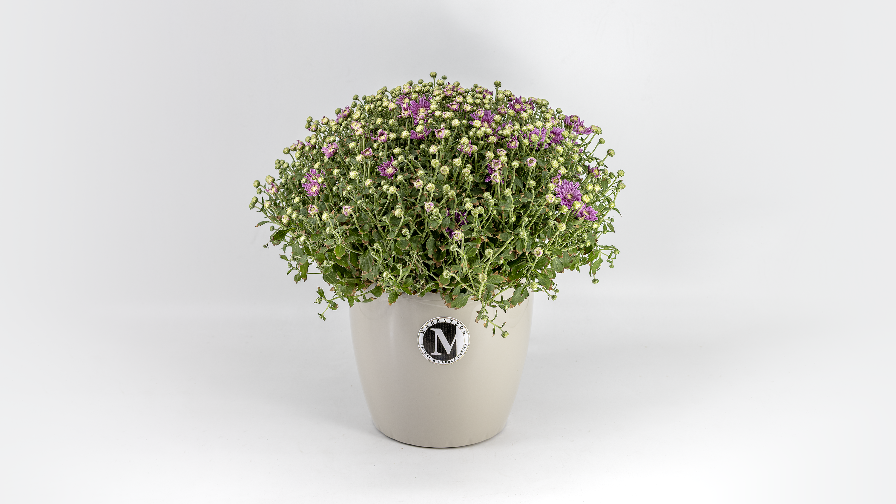 Chrysanthemum No1464