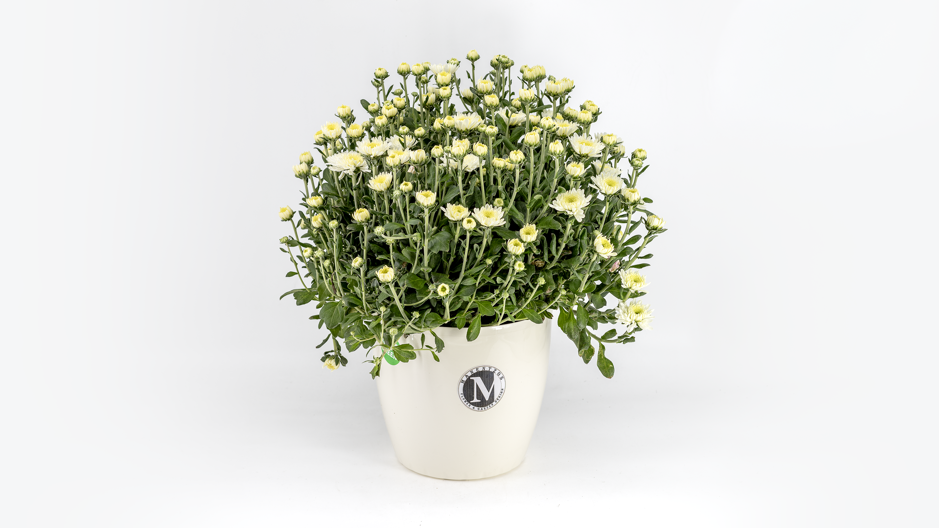 Chrysanthemum No1467