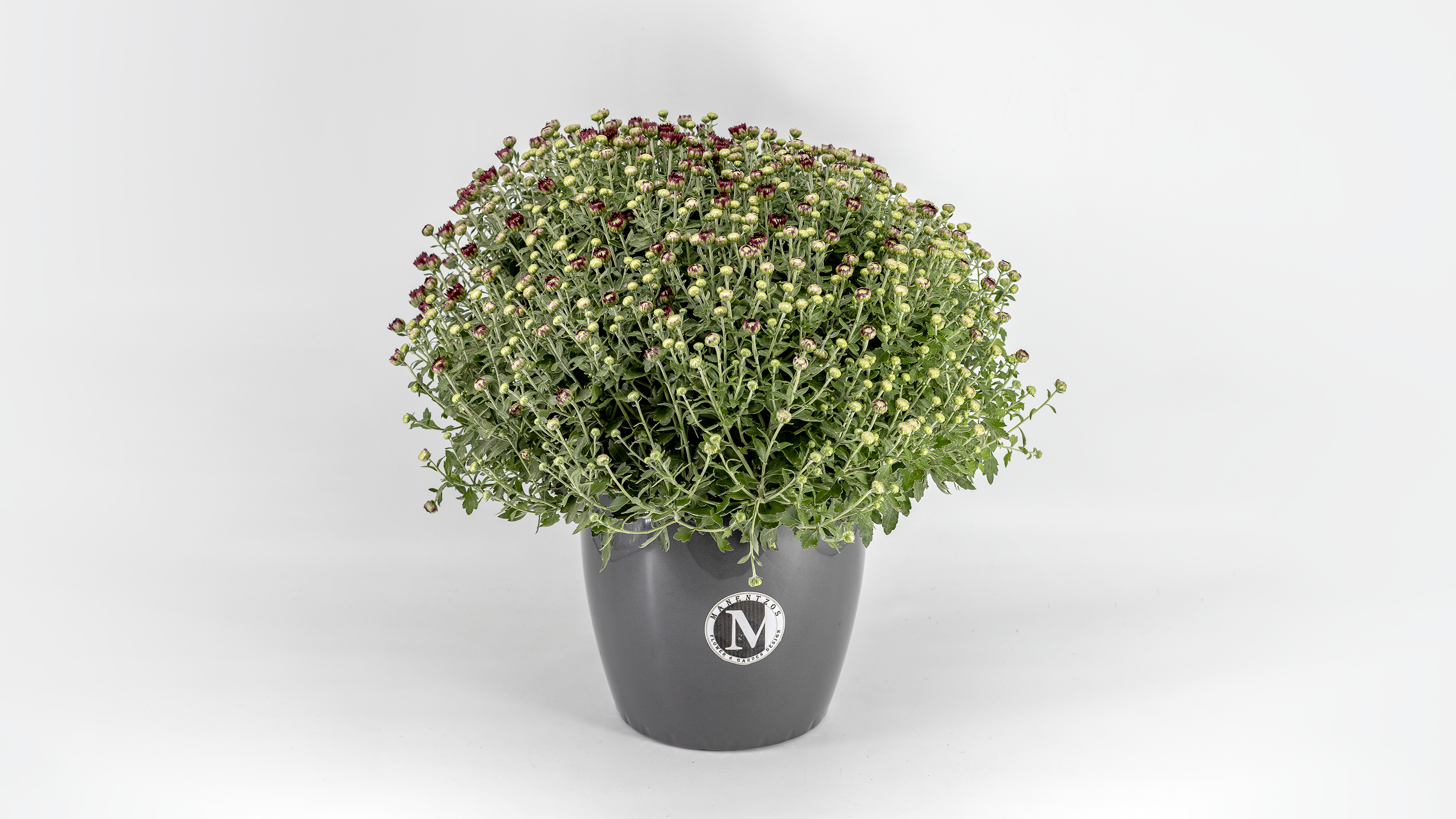 Chrysanthemum No1468