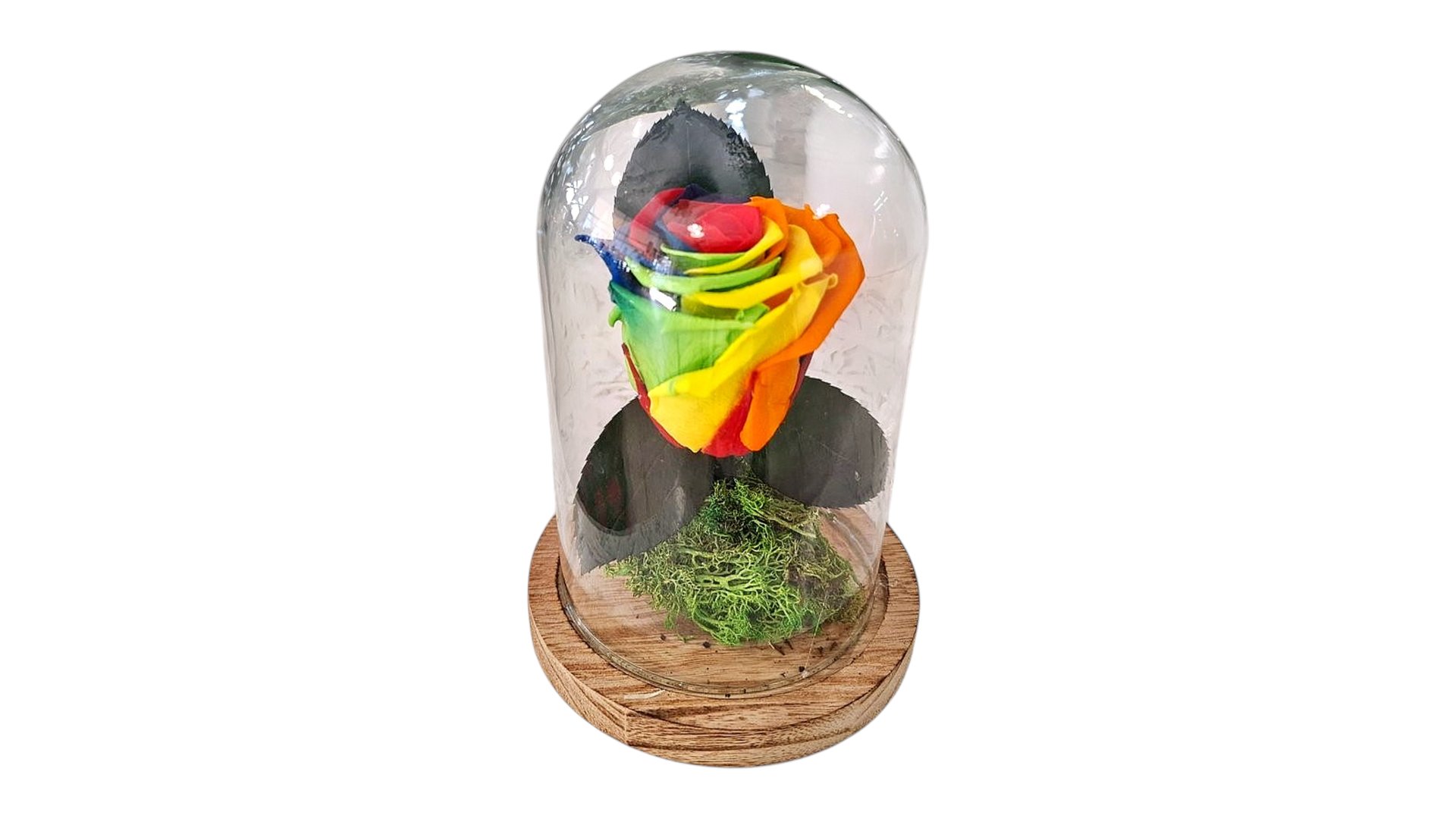 Forever Single Rainbow Rose in a Glass Dome