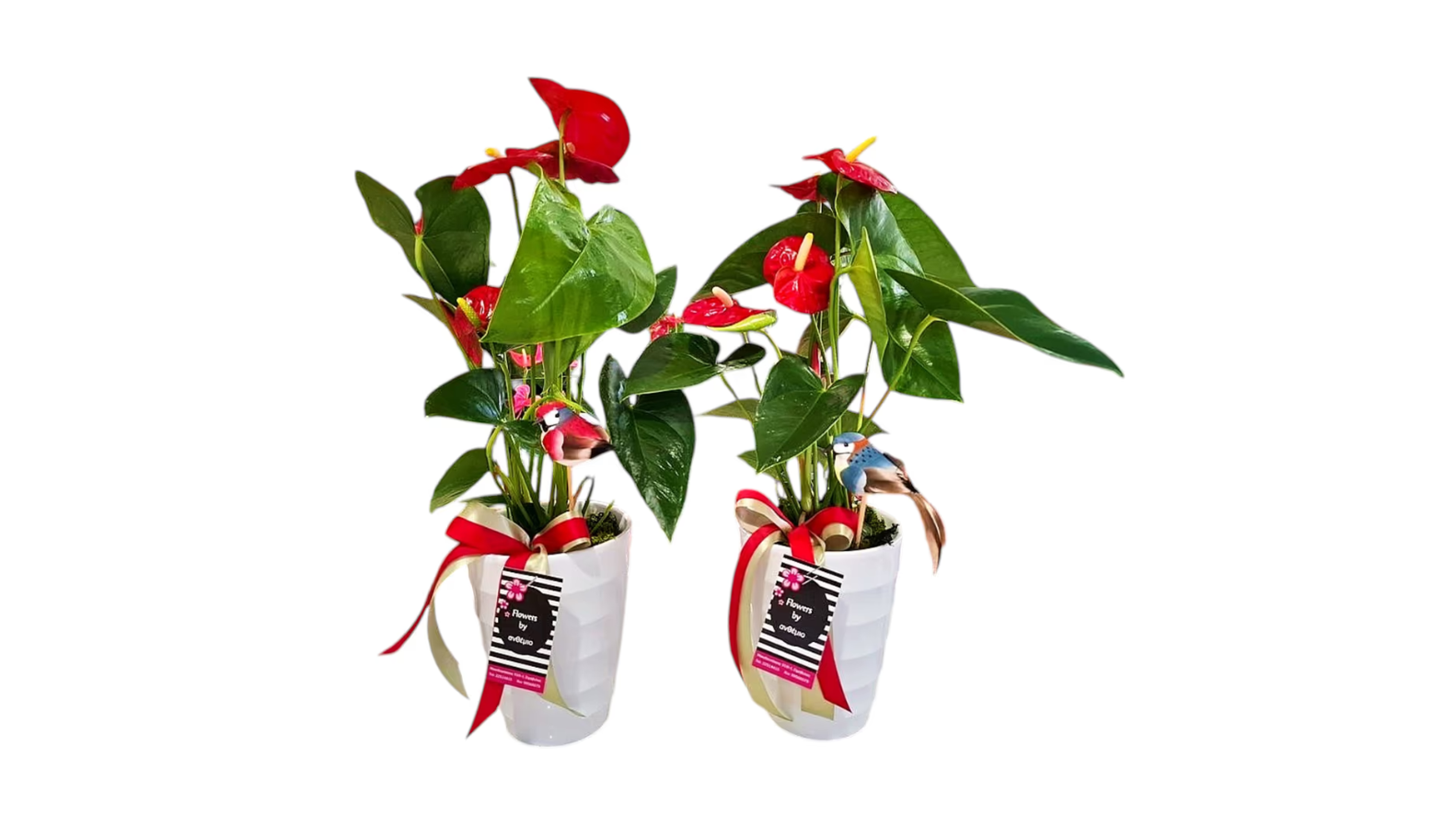 Small Anthurium in a pot