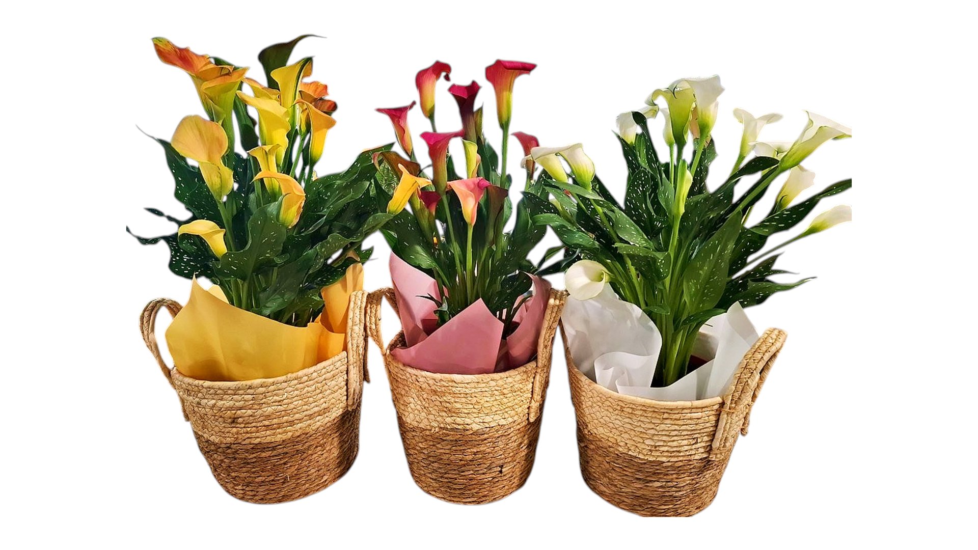 Calla lily plant in a basket