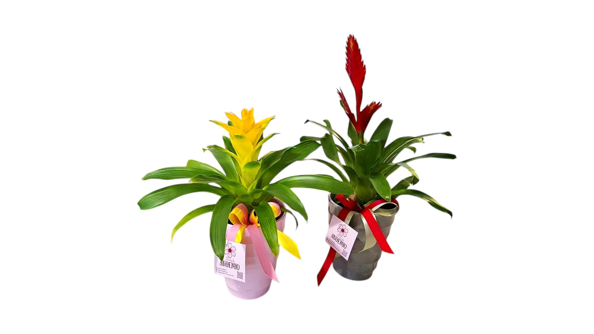 Bromelia in a Pot