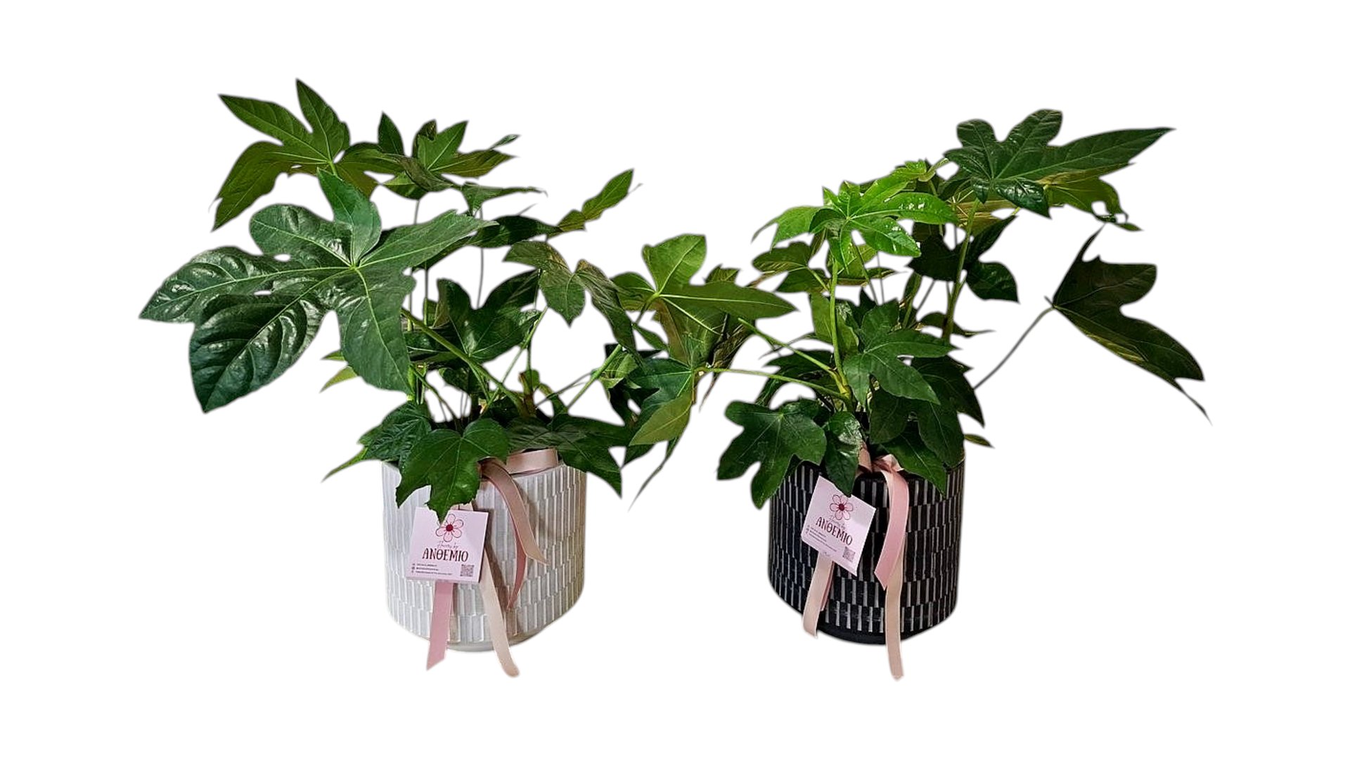 Fatsia Japonica in a Ceramic Pot