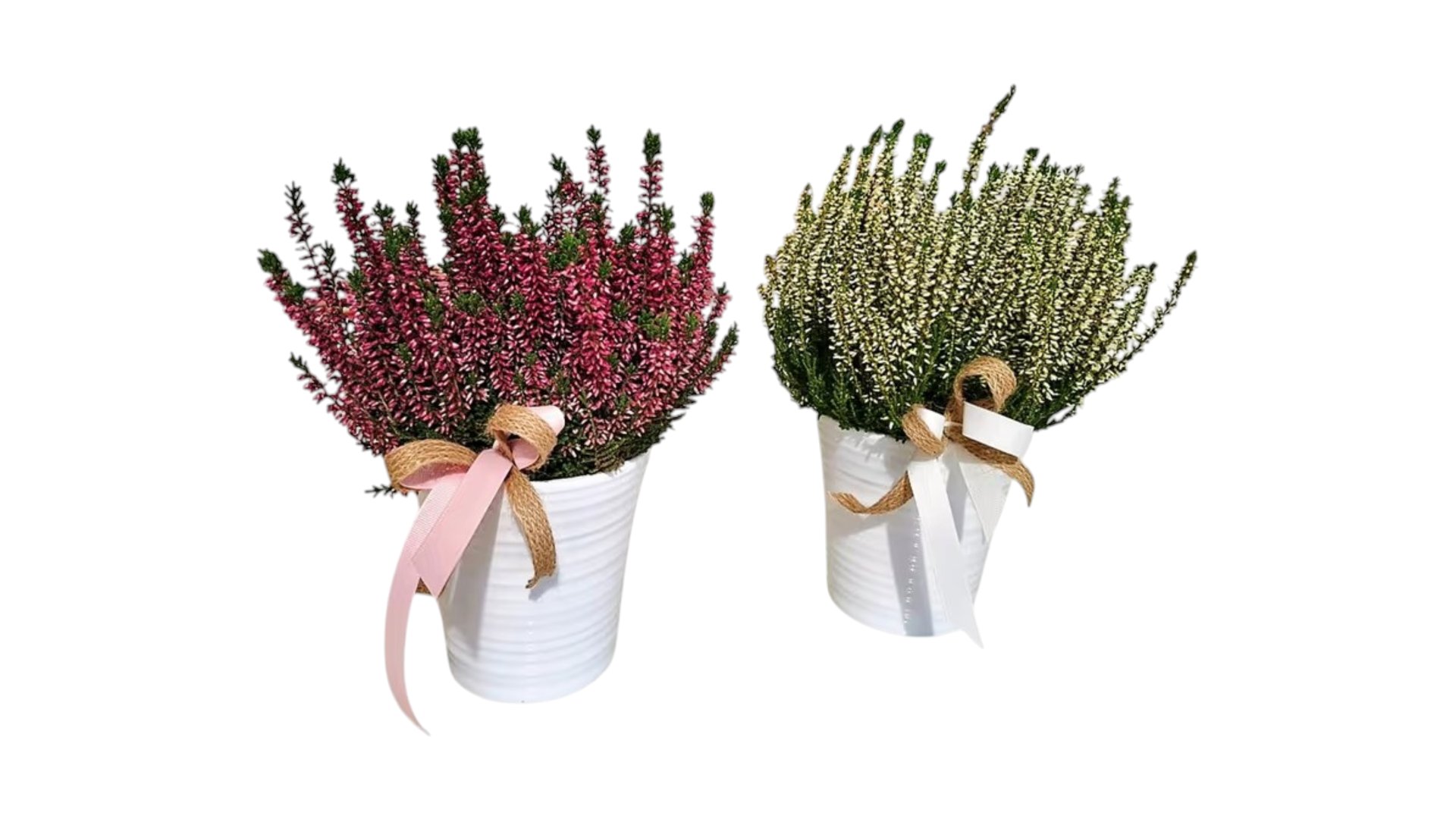 Calluna in a ceramic bot