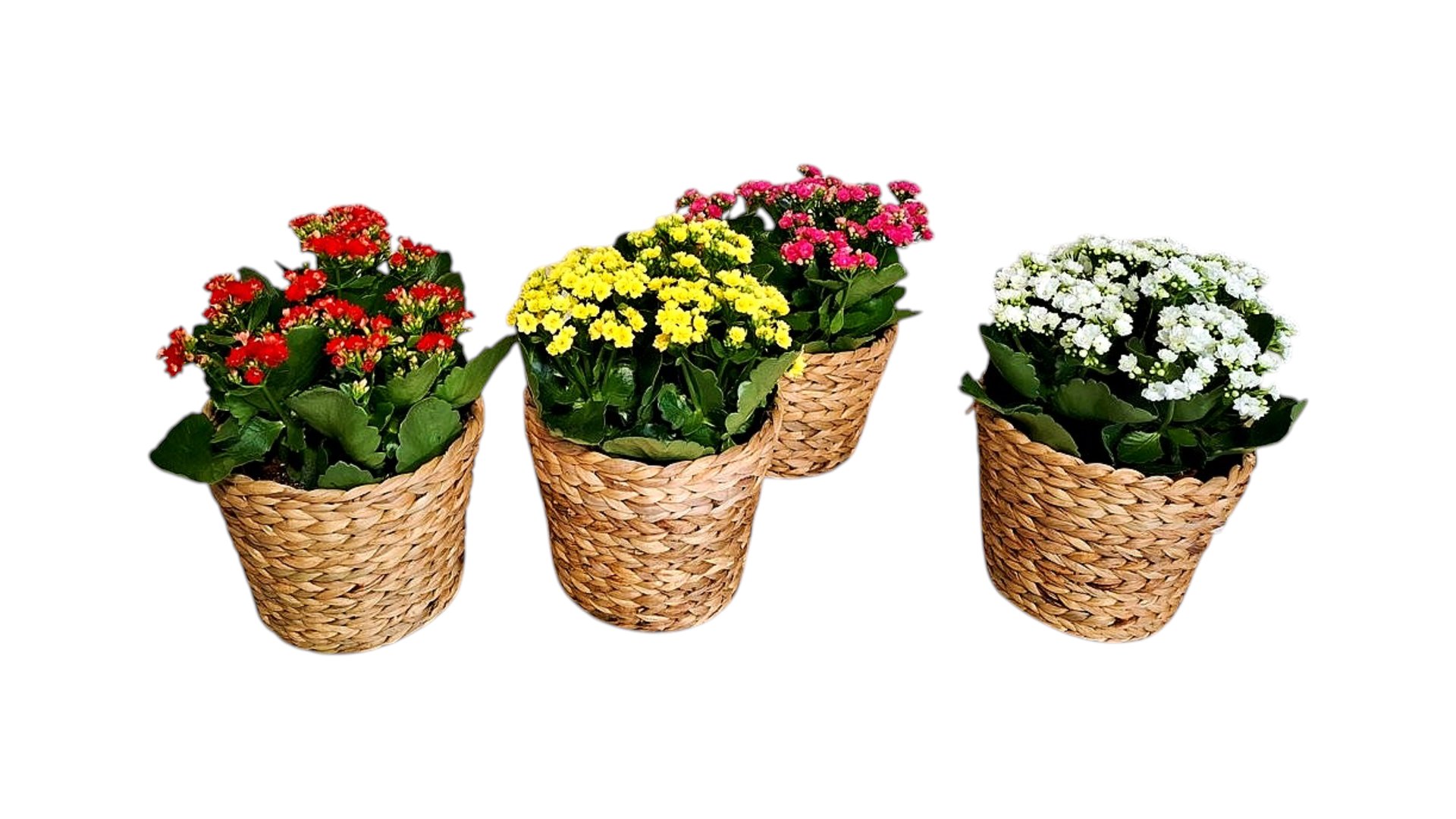 Kalanchoe in a basket