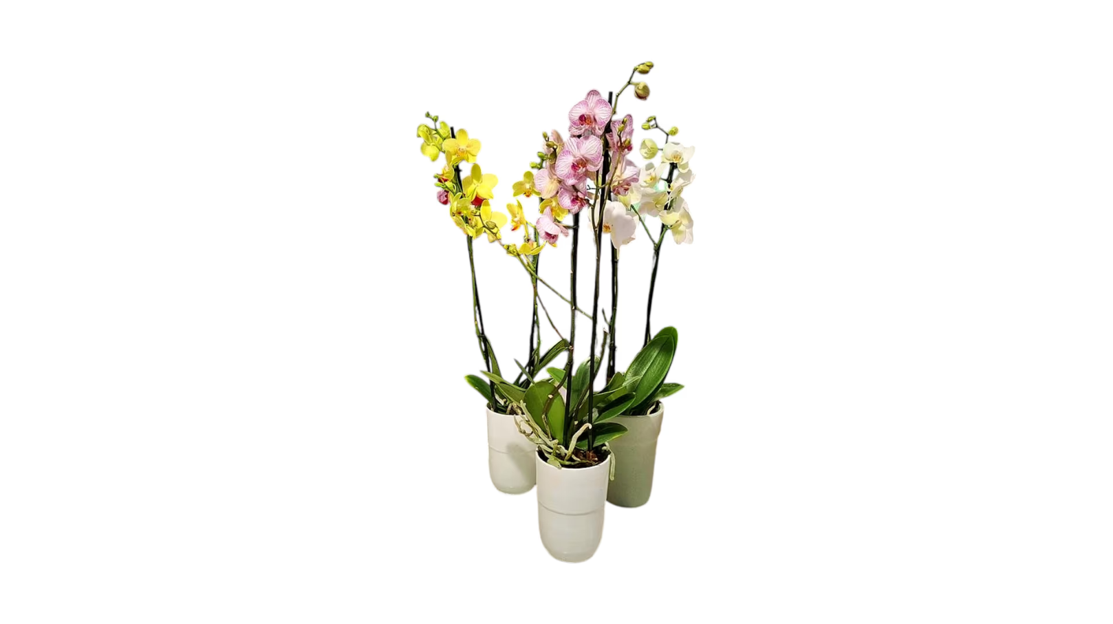 Orchids Plant 2 Stems In A Pot