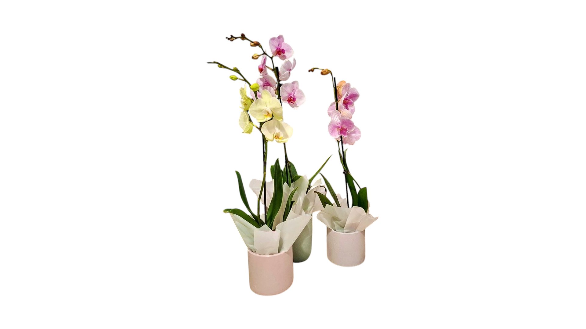 Orchids Plant 1 Stem In A Pot