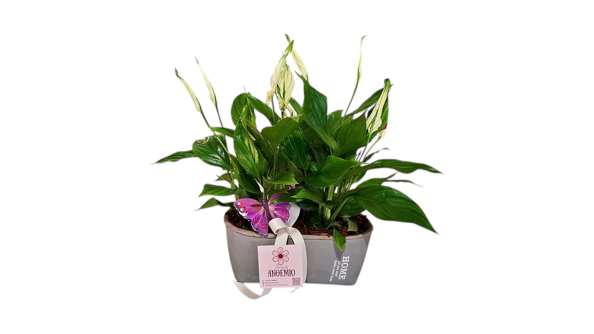 Sweet Spathyphyllum in a ceramic pot