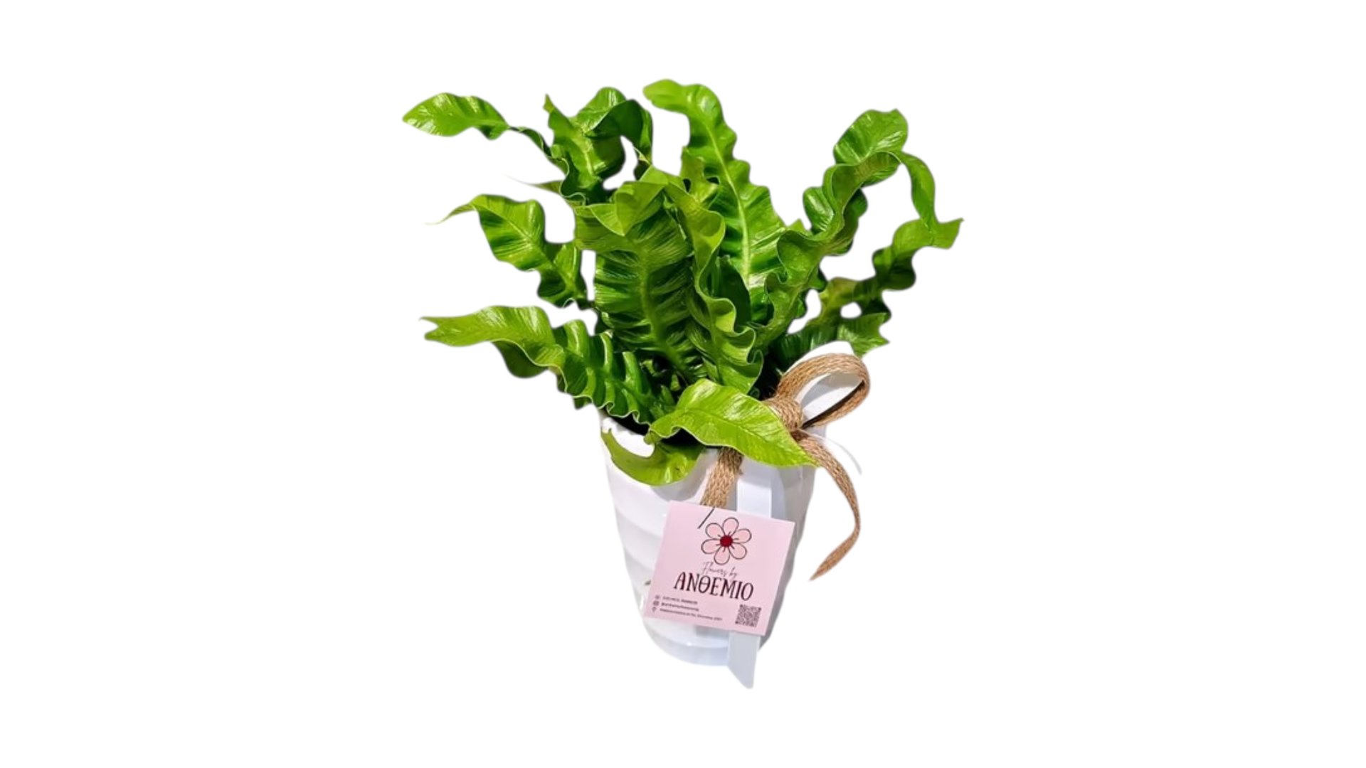 Asplenium Nidus in a pot