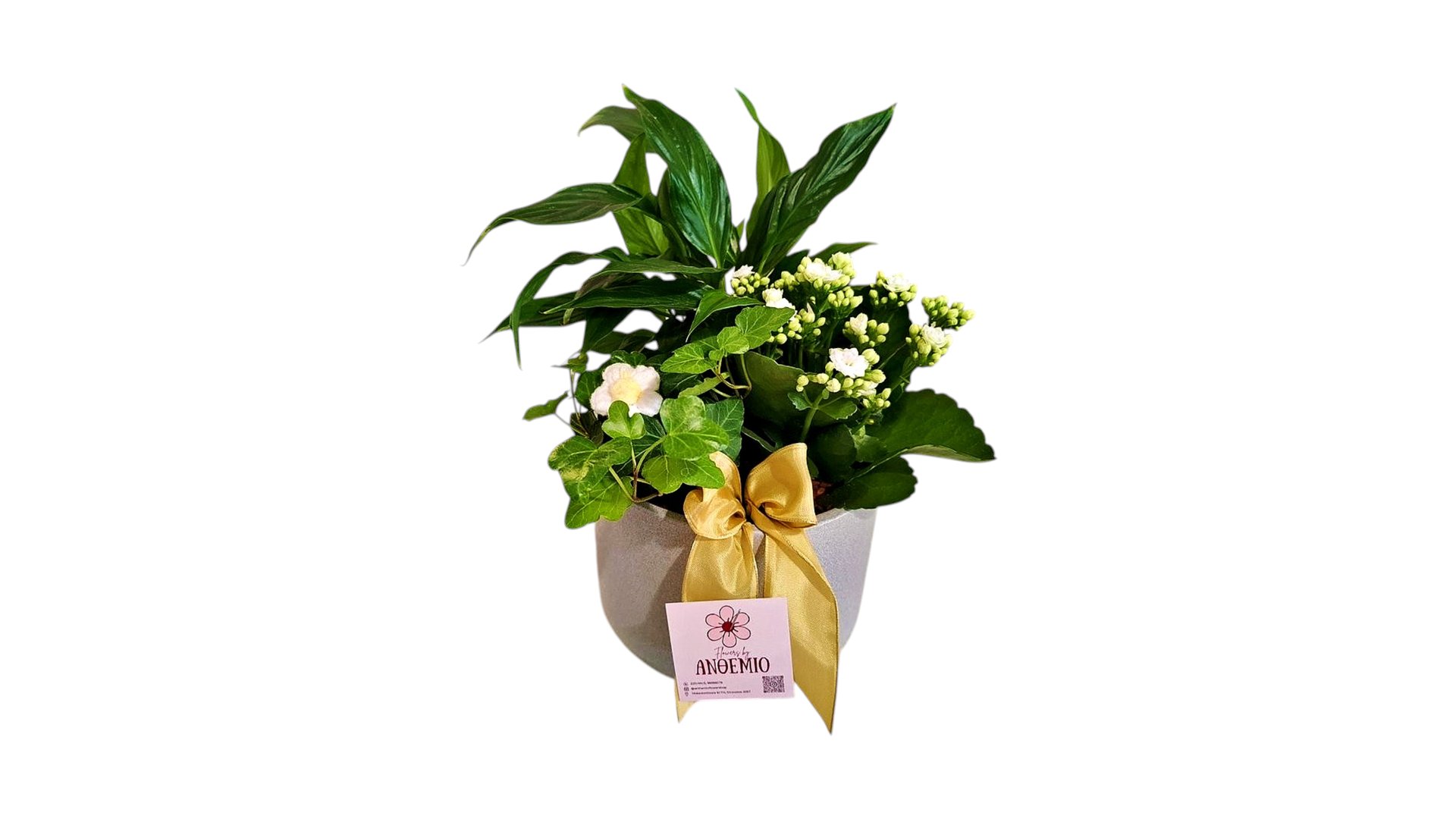 Mix Plants in a ceramic pot