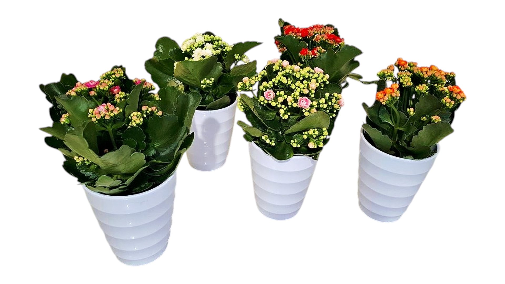 Kalanchoe calendiva in a ceramic pot