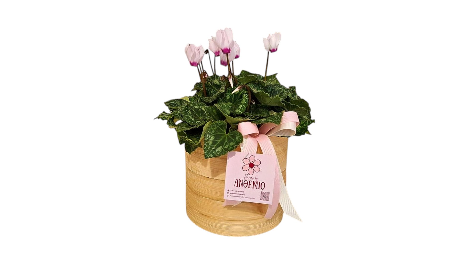 Cyclamen plant in a bamboo pot