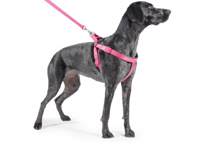 Ancol Padded Nylon Dog Harness Raspberry XL 88-120cm