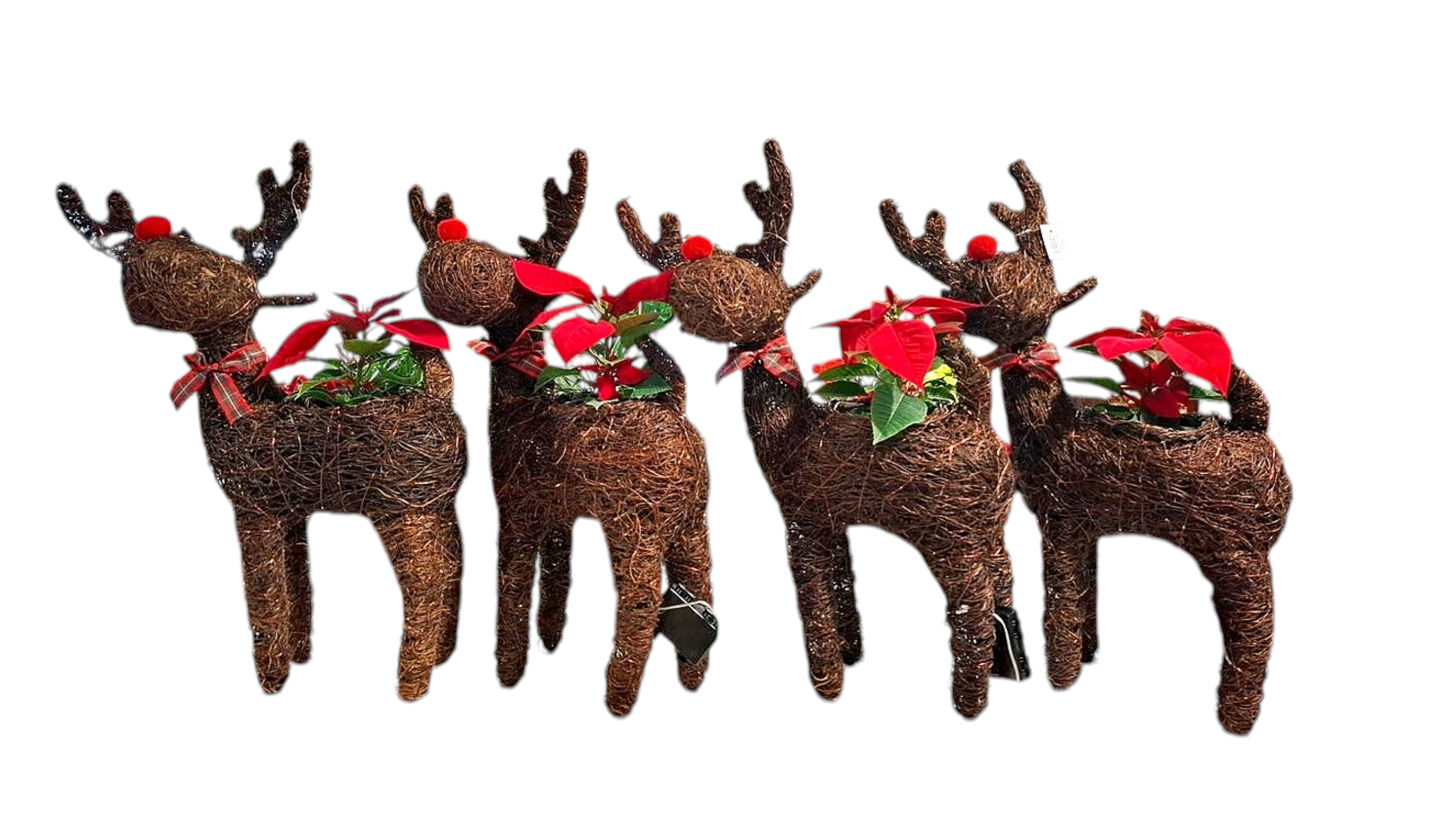 Dark Color led Rudolf Basket 60cm with Poinsettia