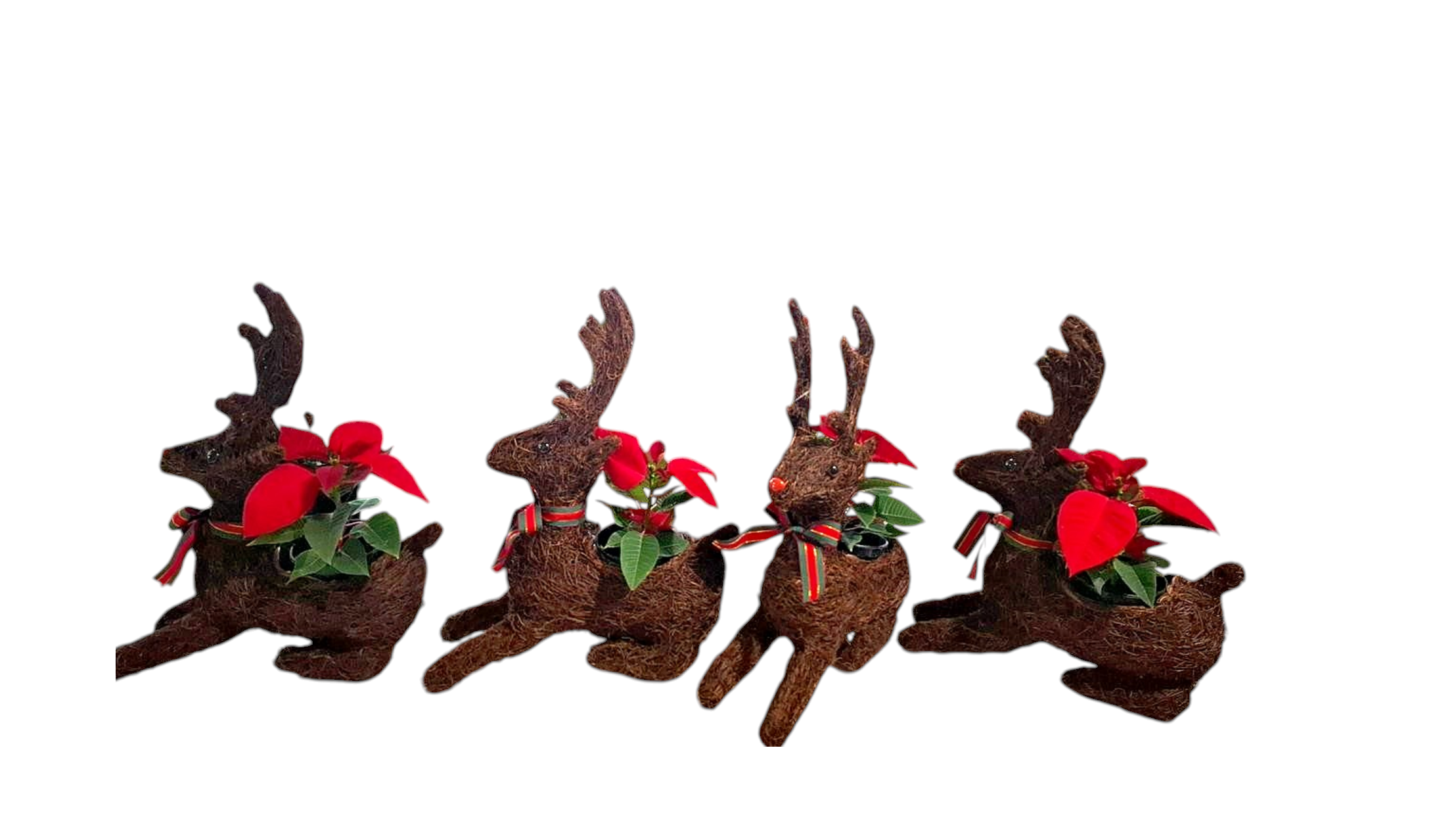 Dark Color Rudolf Basket 47cm with Poinsettia