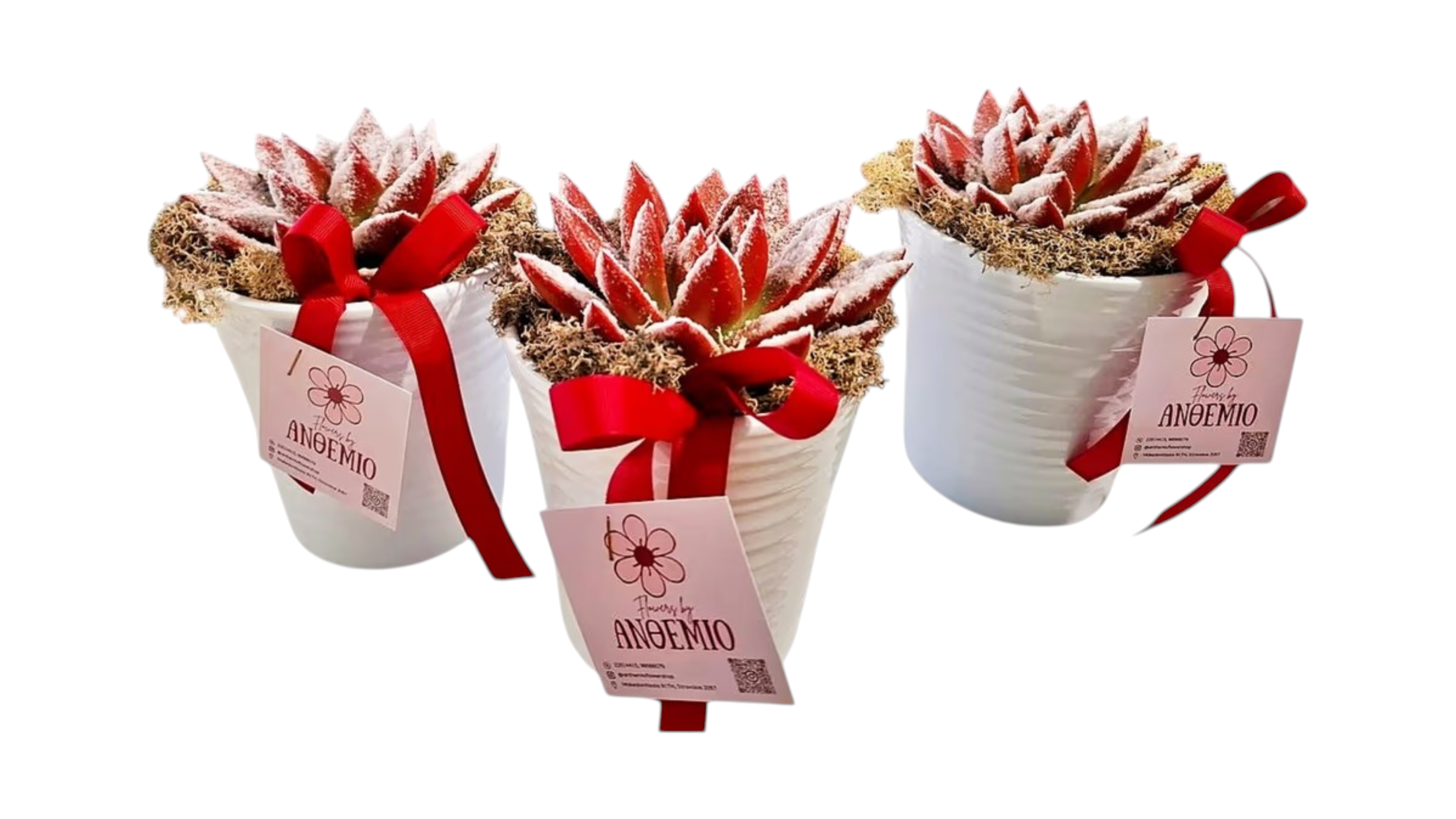 Echeveria red snow x-mas in a ceramic pot with bag