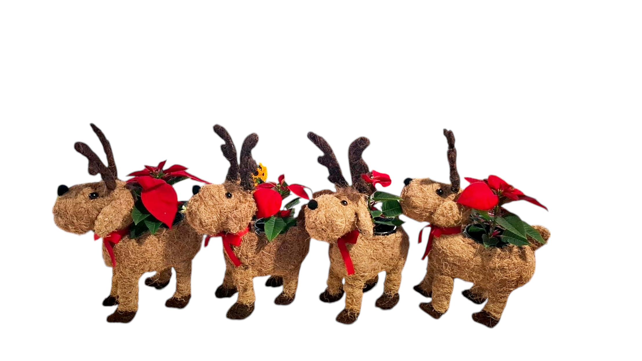 Light Color Rudolf Basket 46cm with Poinsettia