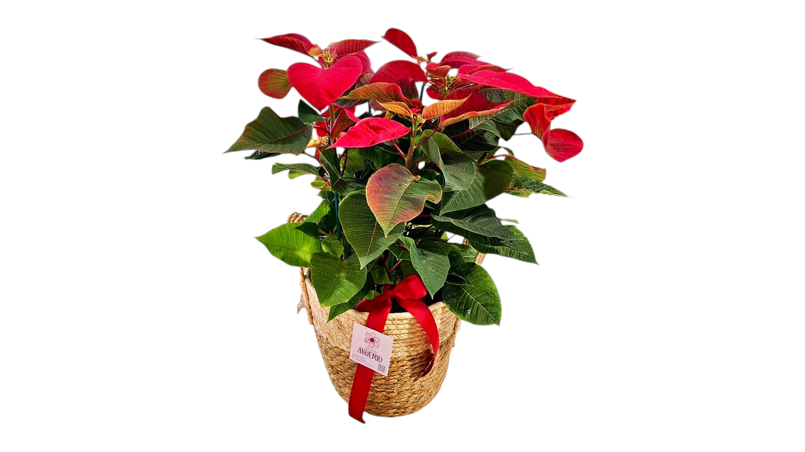 Poinsettia  55cm  in a basket