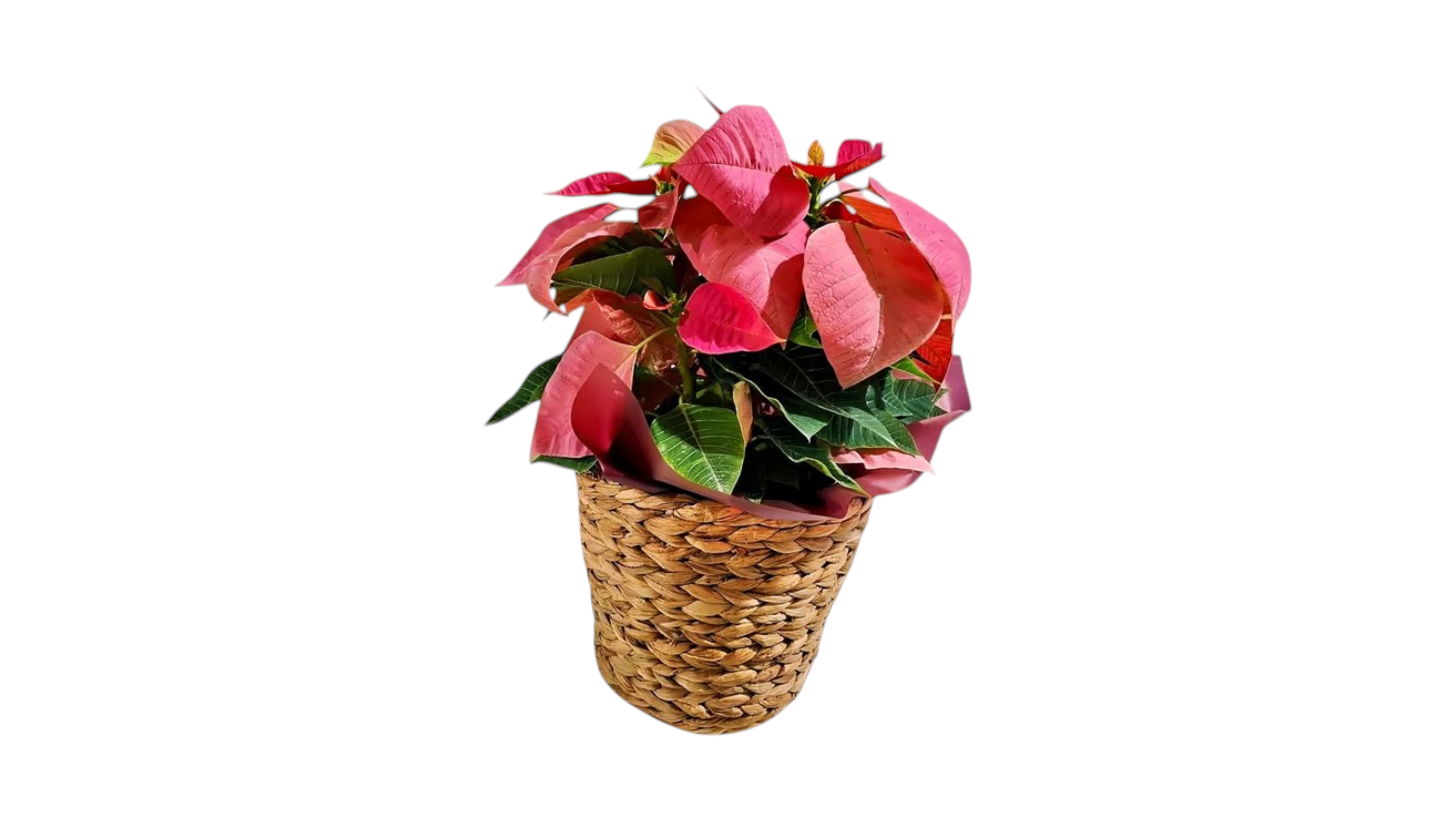 Pink Poinsettia in a basket
