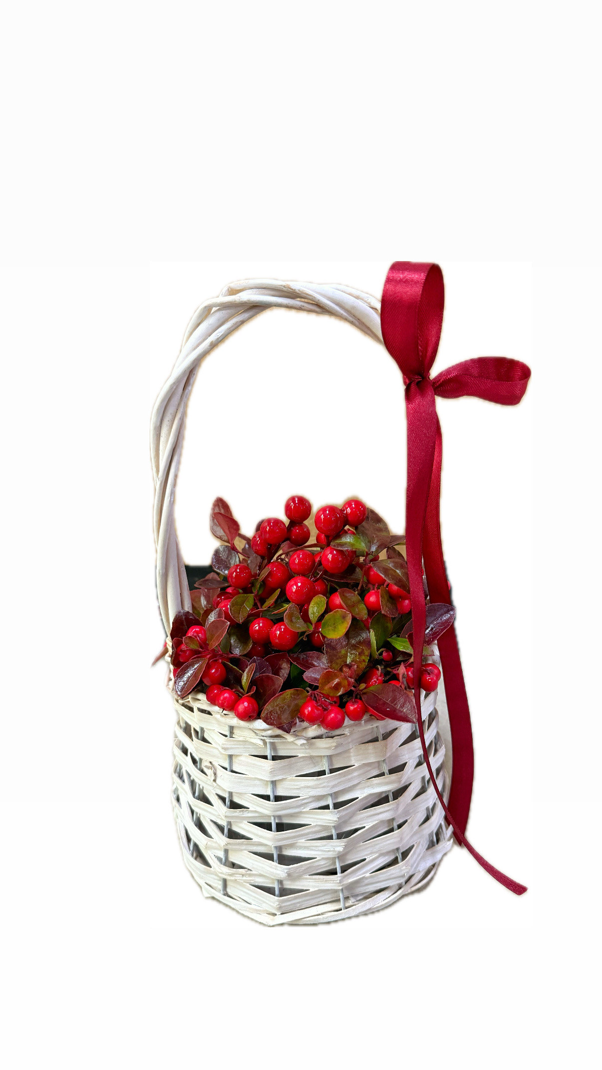 White basket with Gaultheria plant