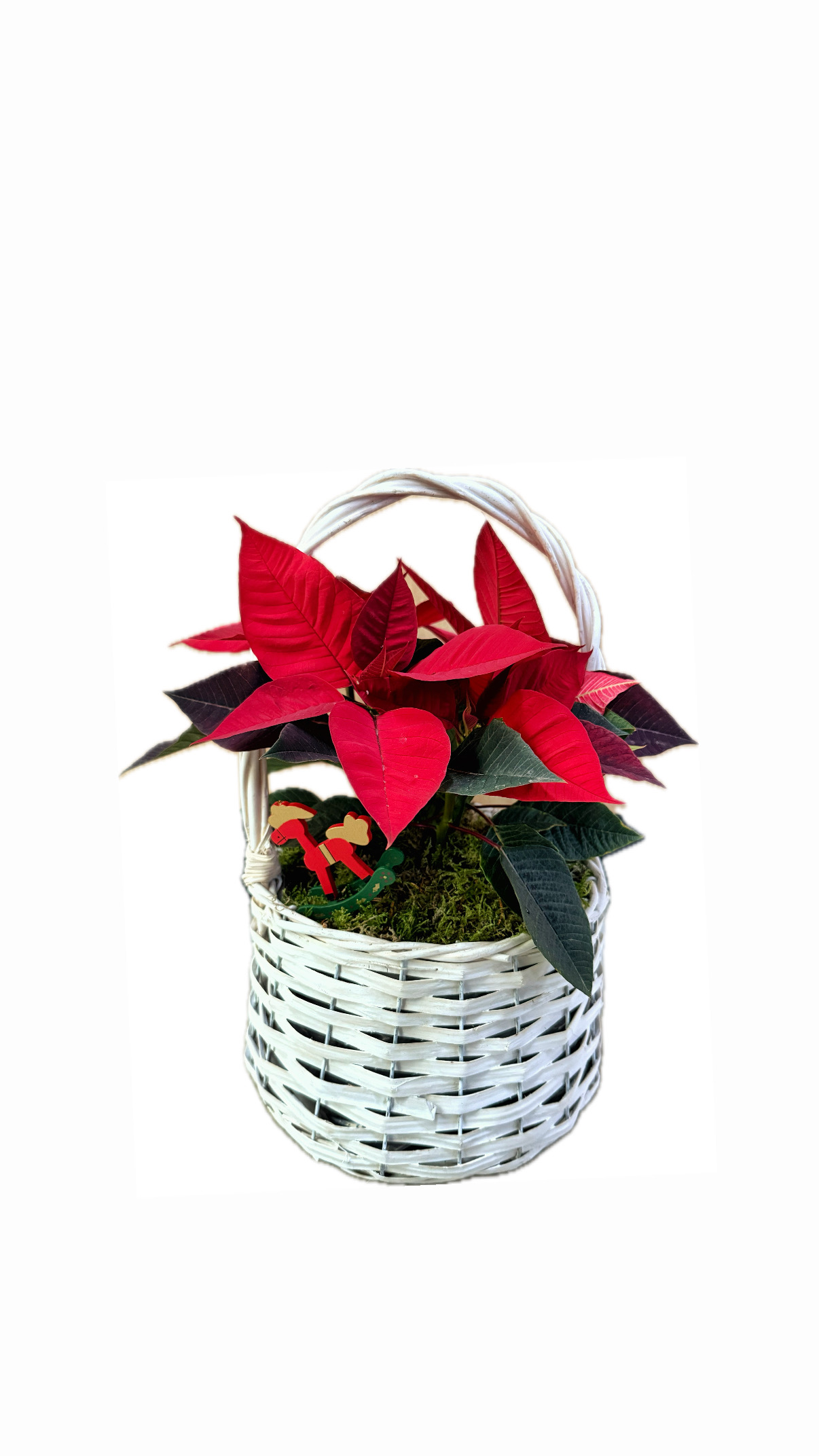 White basket with Poinsettia plant