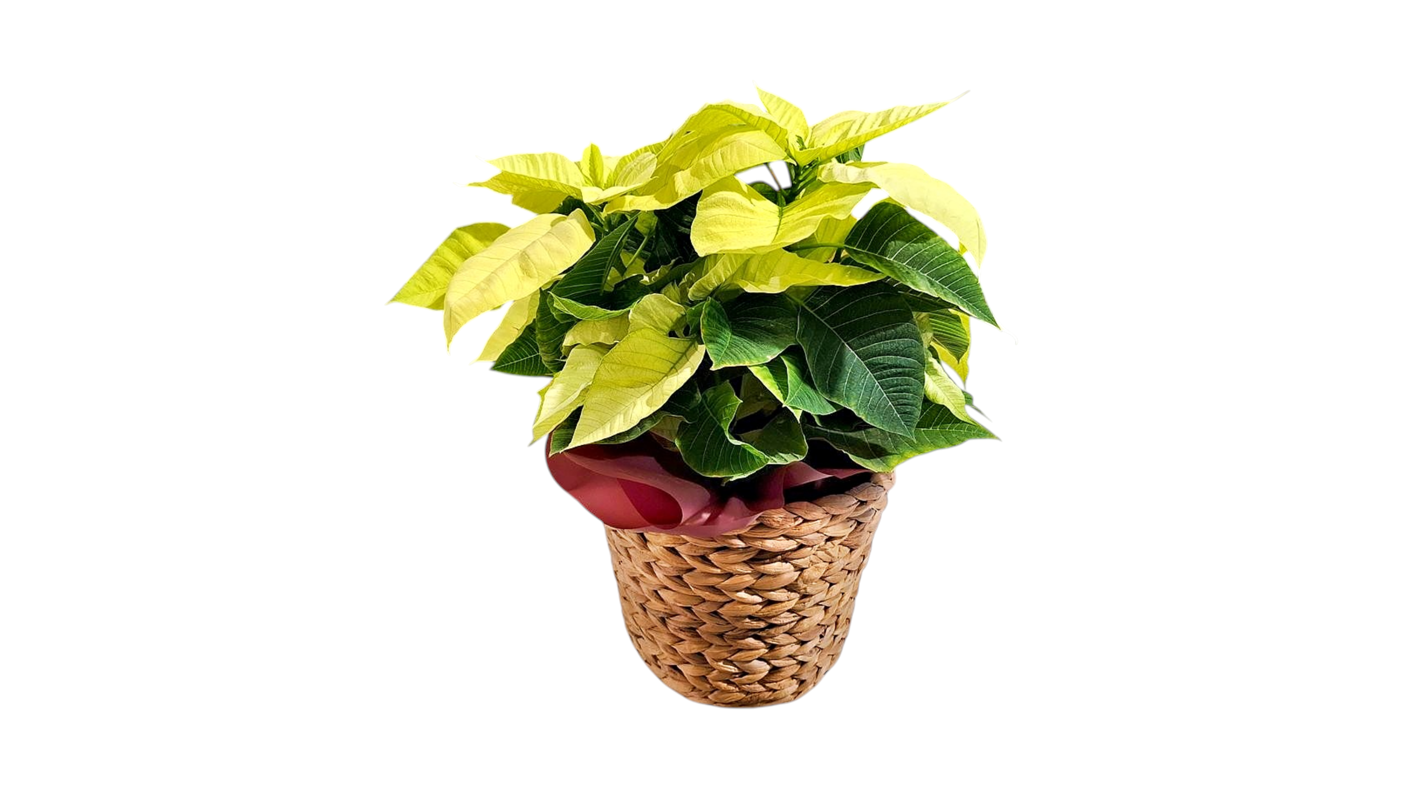 Yellow Poinsettia 30-40 cm  in a basket