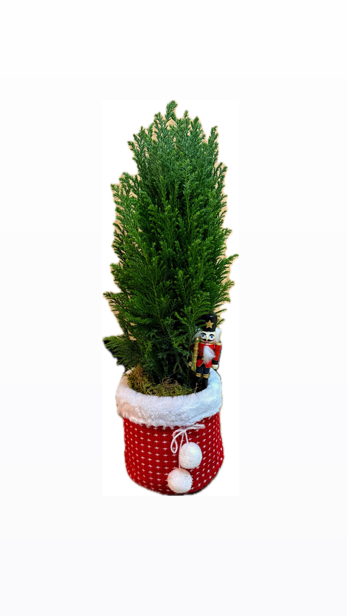 Mini Christmas tree in red fabric pot