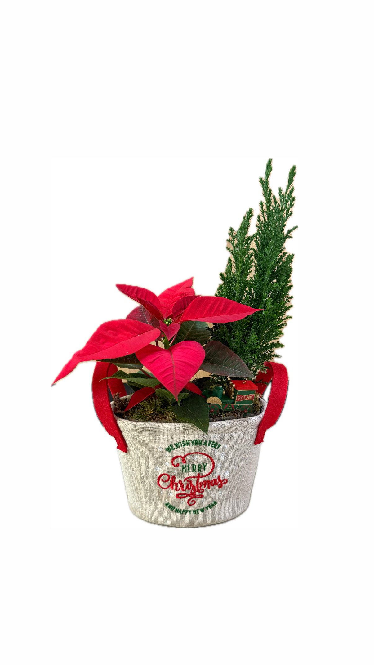 Christmas plants in beige fabric pot