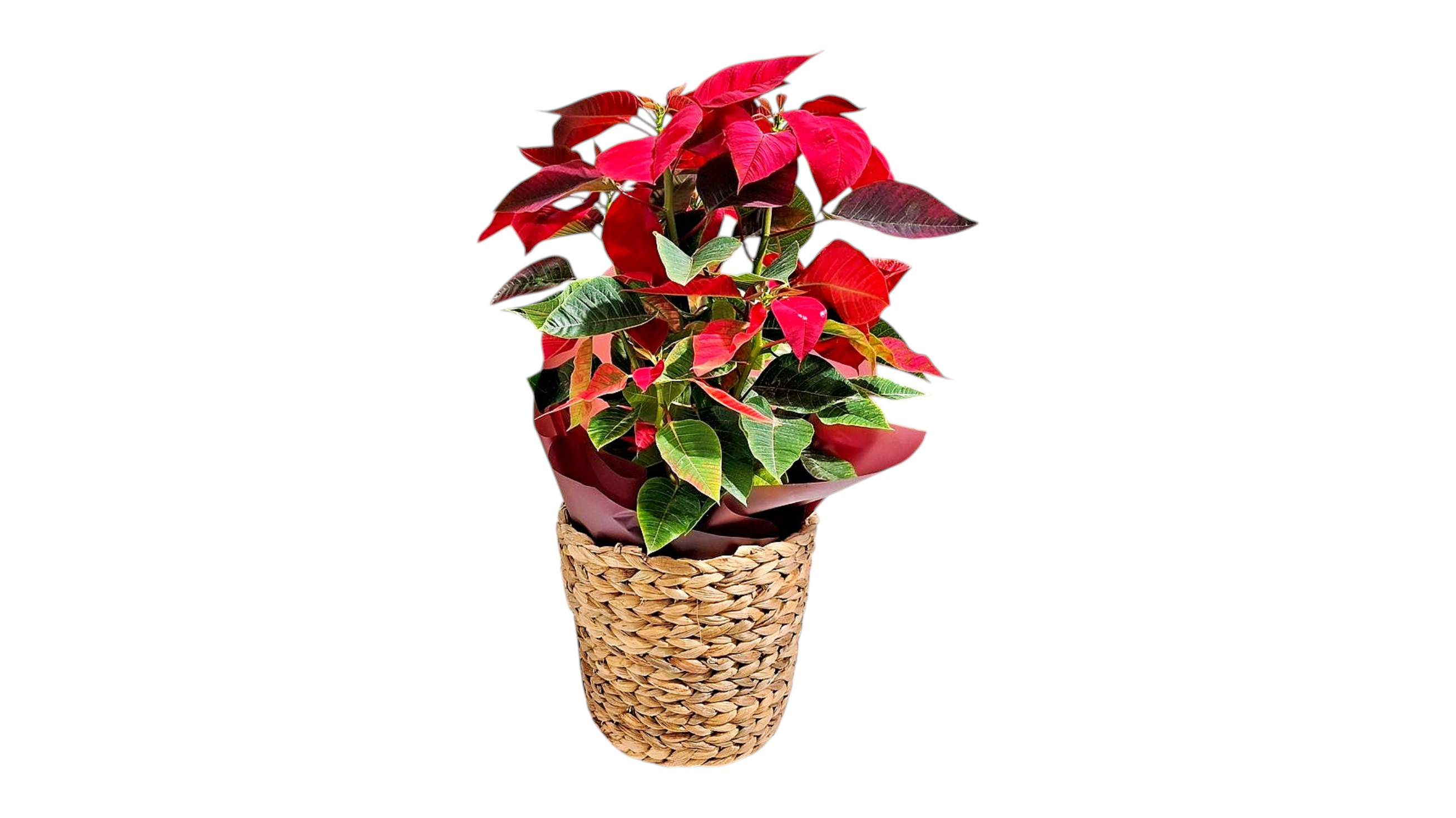 Red Poinsettia 40 -50 cm in a basket