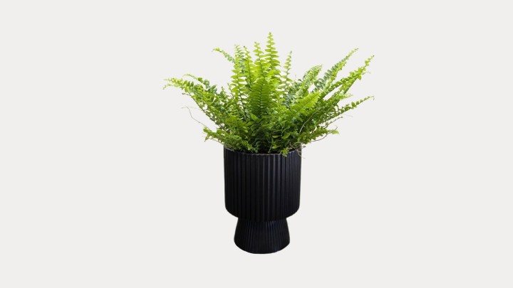 Fern In Ceramic Pot