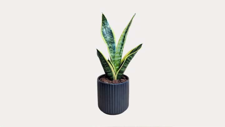 Small Sansevieria In Ceramic Pot