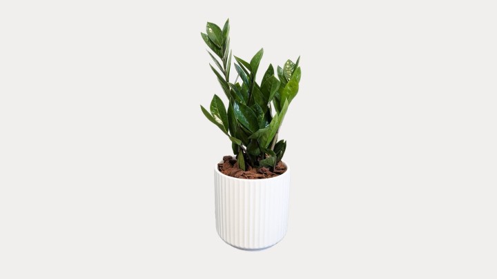 Zamia In Ceramic Pot