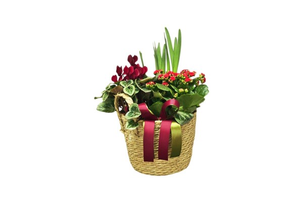 Flower Plants Basket Arrangement