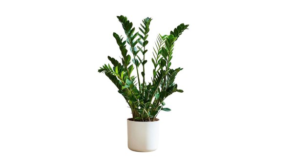 Most Sustainable Indoor Plant