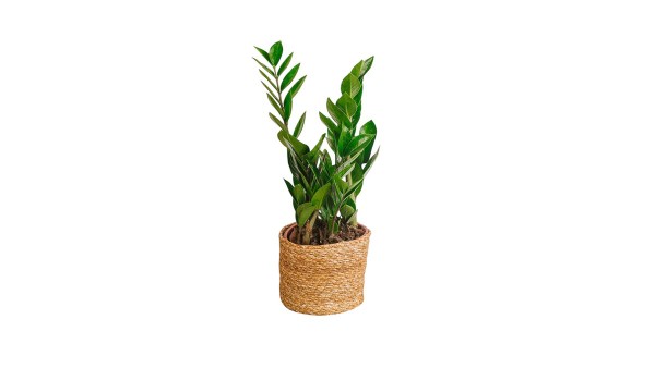 Small Size Natural Basket Indoor Plant
