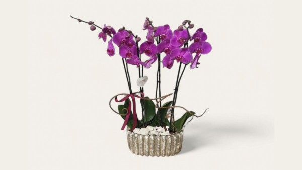 Linear Orchid Pot Arrangement