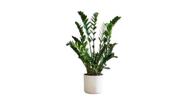 Zamioculcas in Ceramic Pot